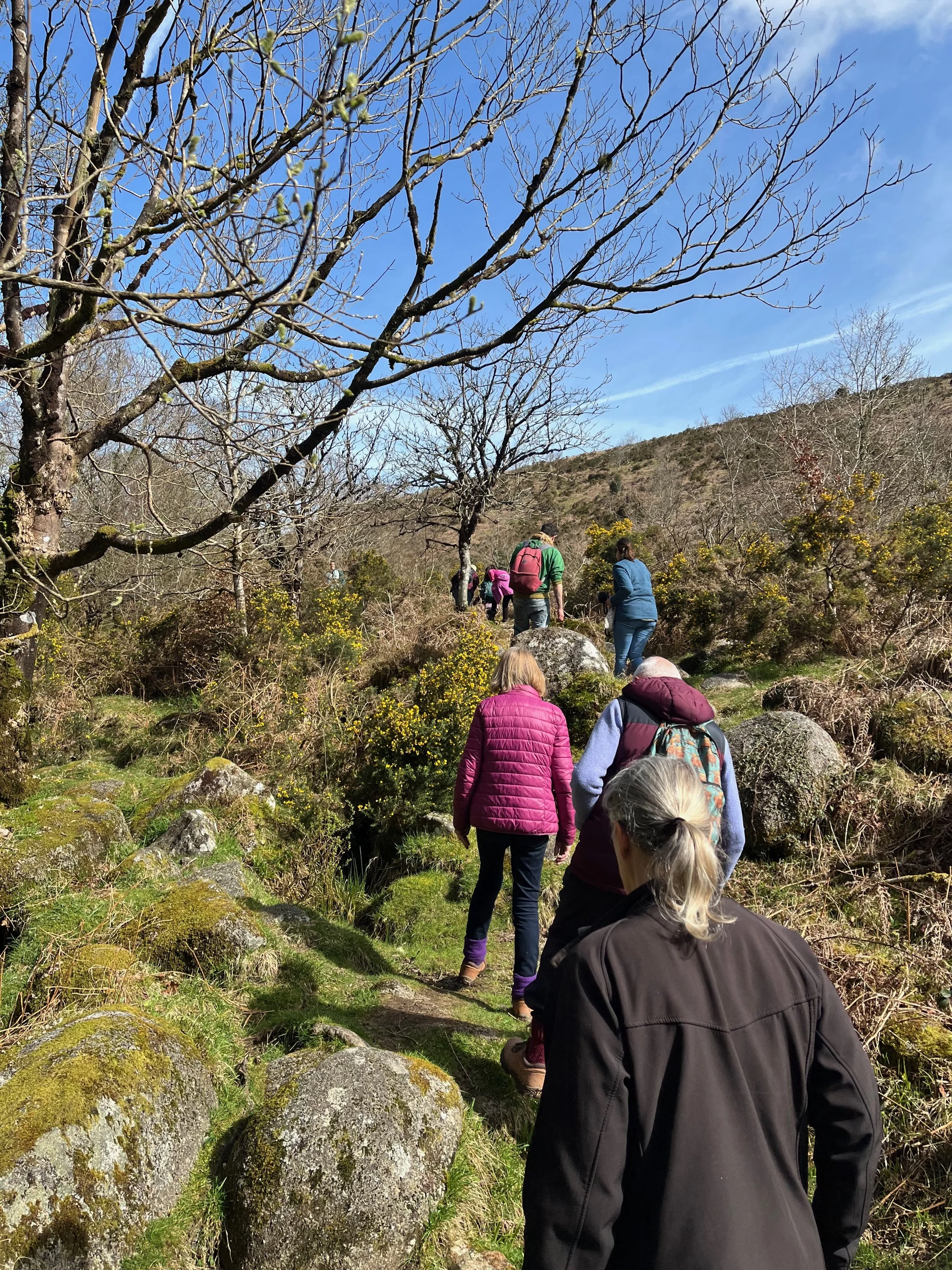 Group of people hiking on Dartmoor with leafless trees and some yellow flowering bushes, under a partly cloudy blue sky.