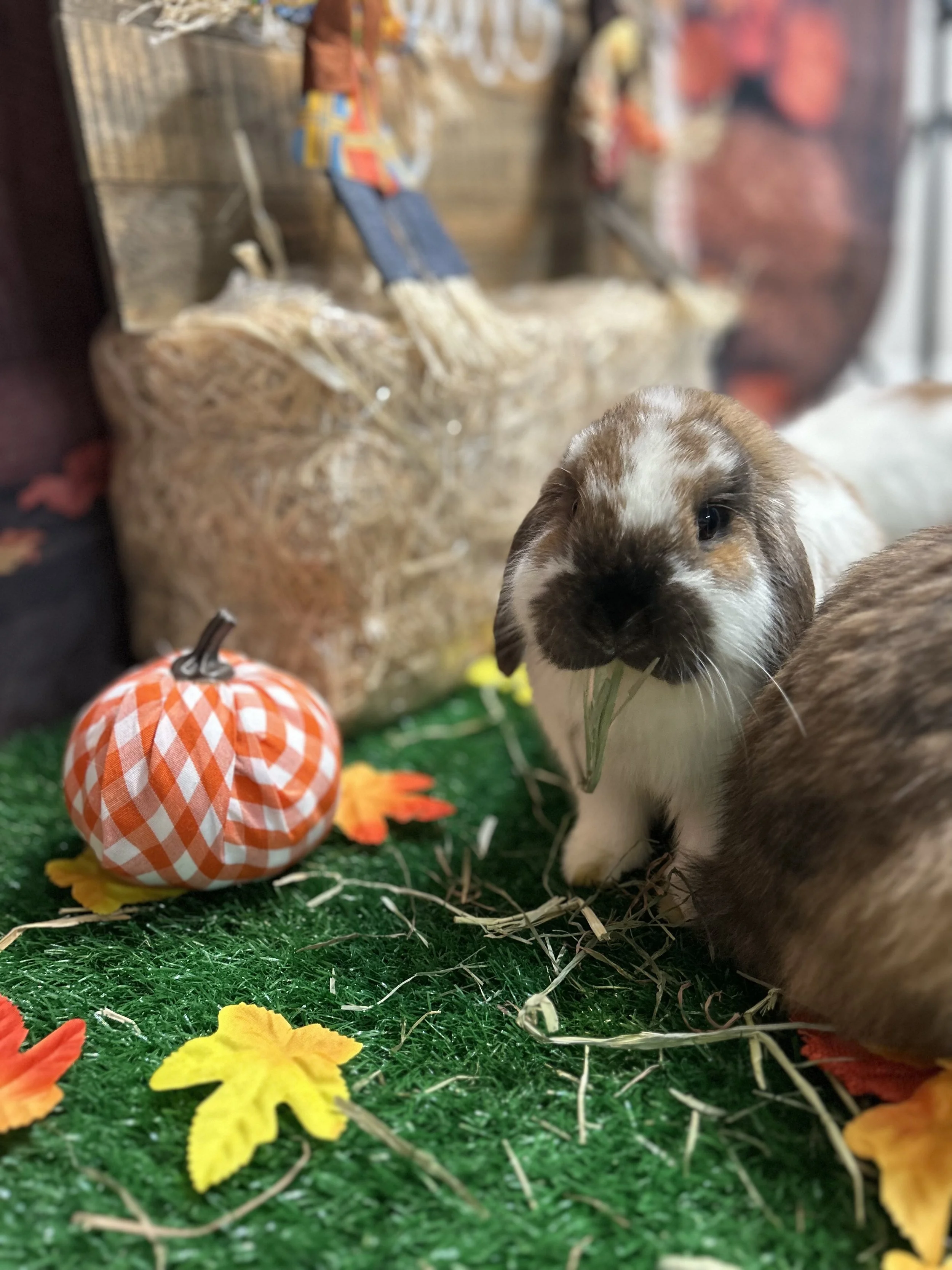 party ideas, bunny party, rabbit party, petting bunny, bunny birthday, bunny party, kids party