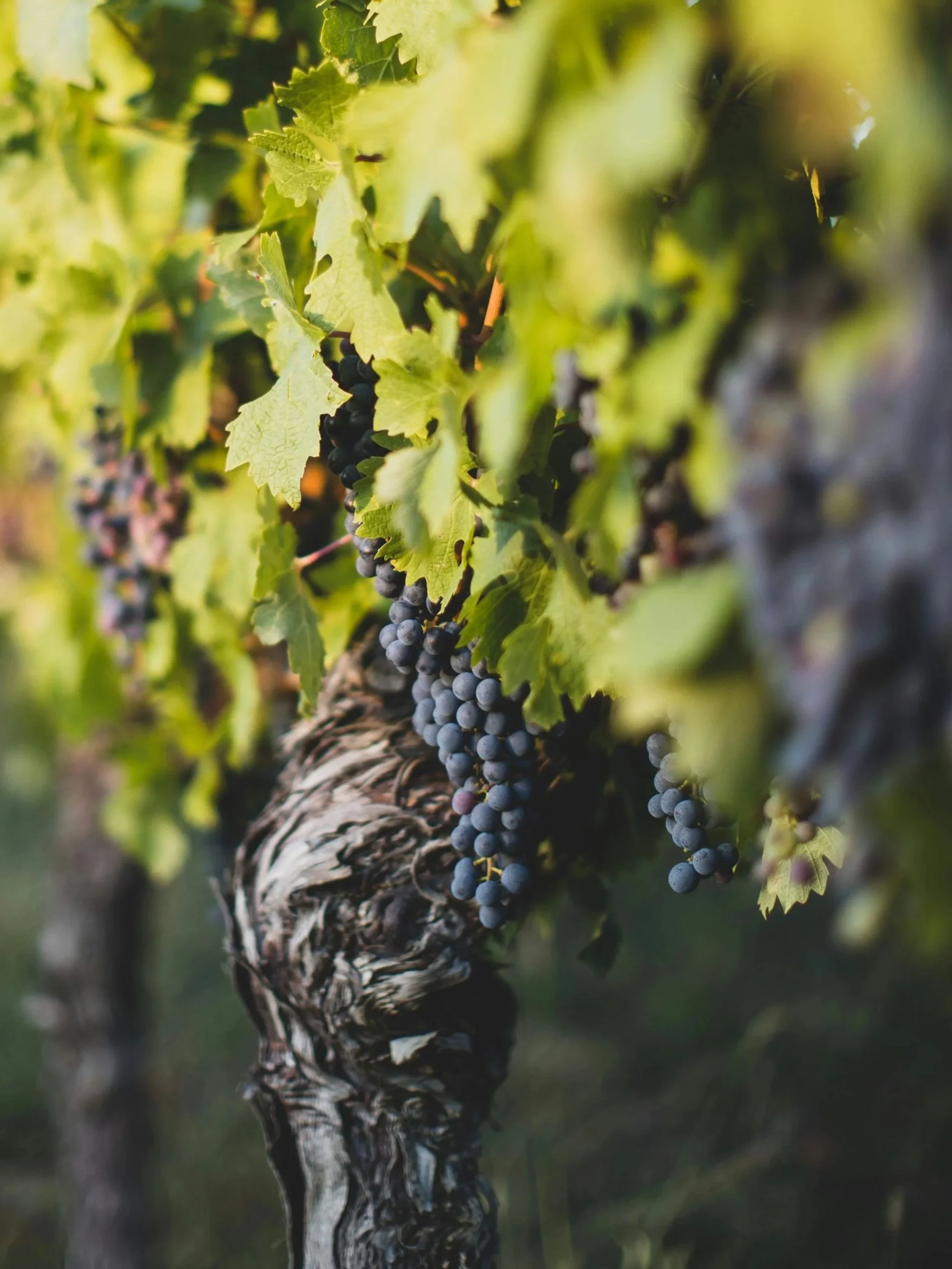 중부노회 모임 (포도원 장로교회)