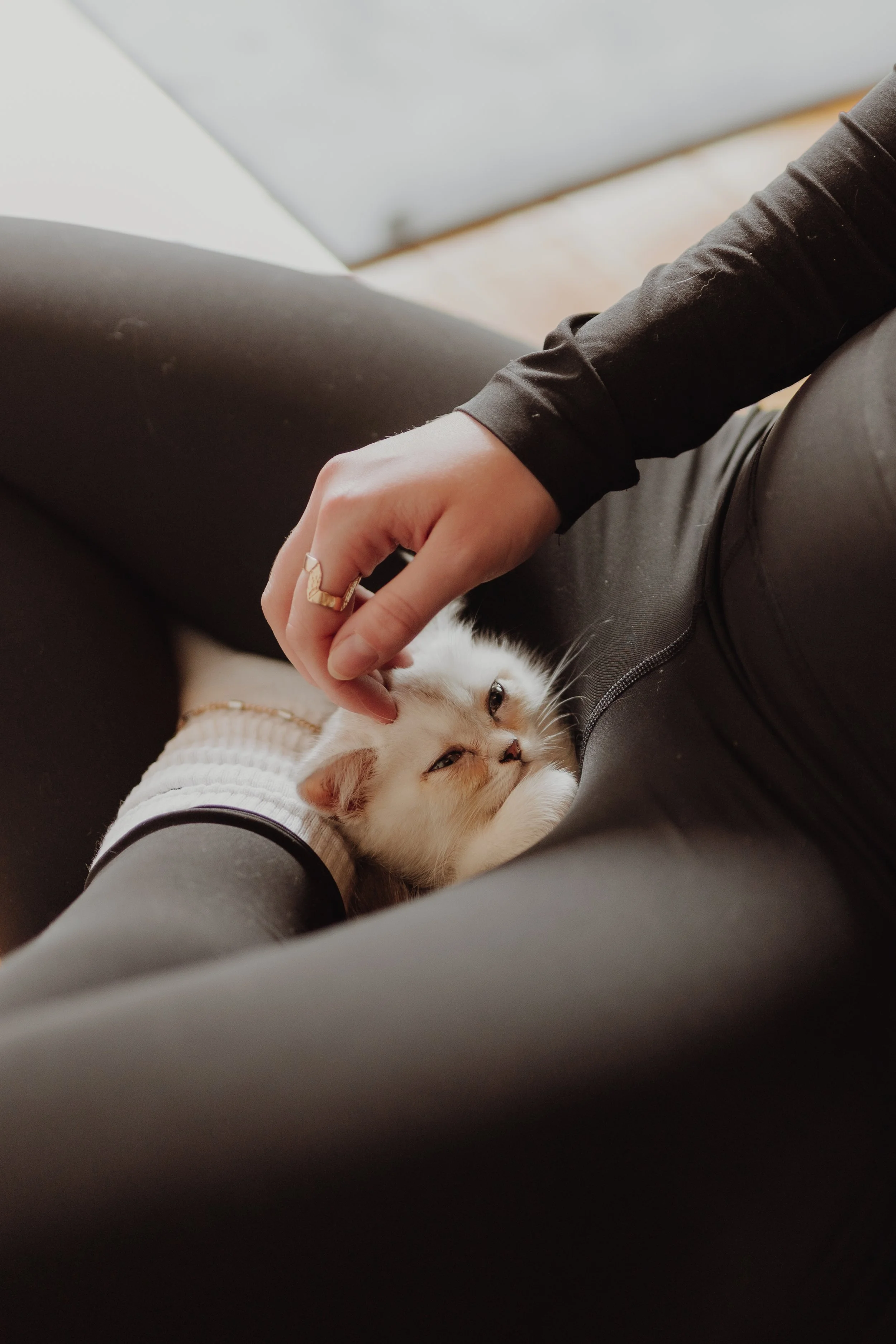 Person petting a small white kitten that is lying on their lap.