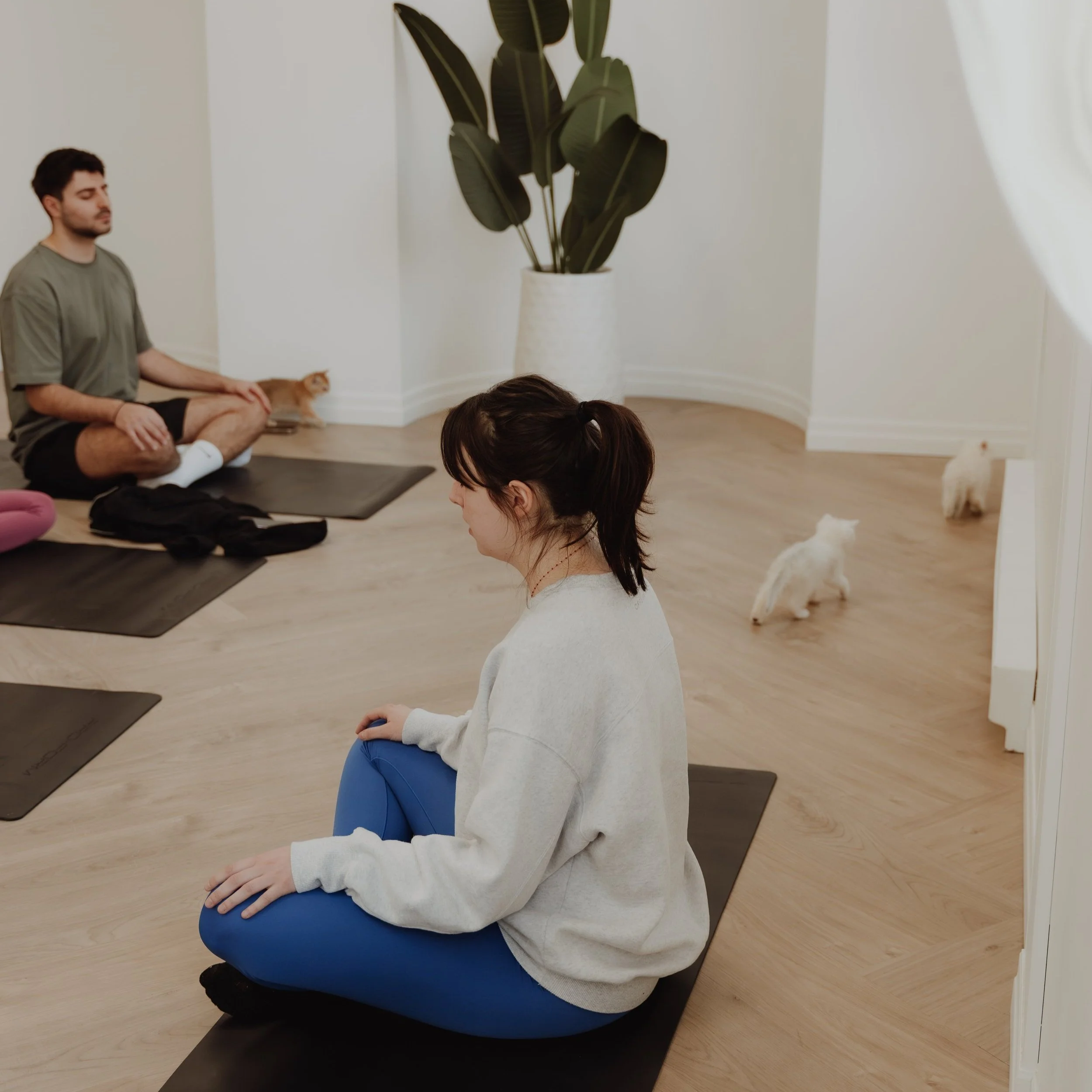 People sitting cross-legged on yoga mats in a room with light-colored wooden floors, a large potted plant in the corner, and three cats walking around.