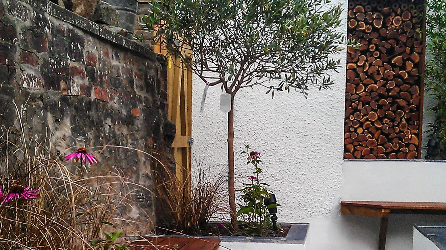 An image of the Fire Garden.  Olive tree and planting in raised beds