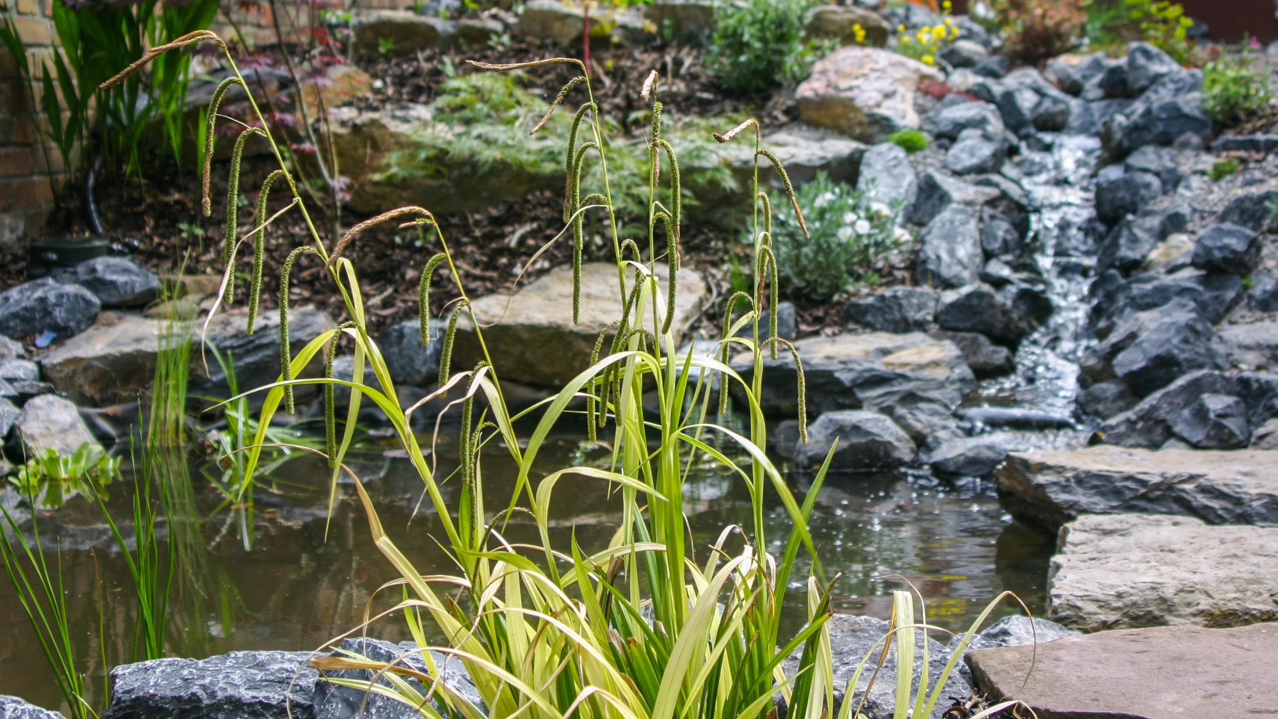 A small pond with green plants and rocks, including a cascading waterfall feature in the background.