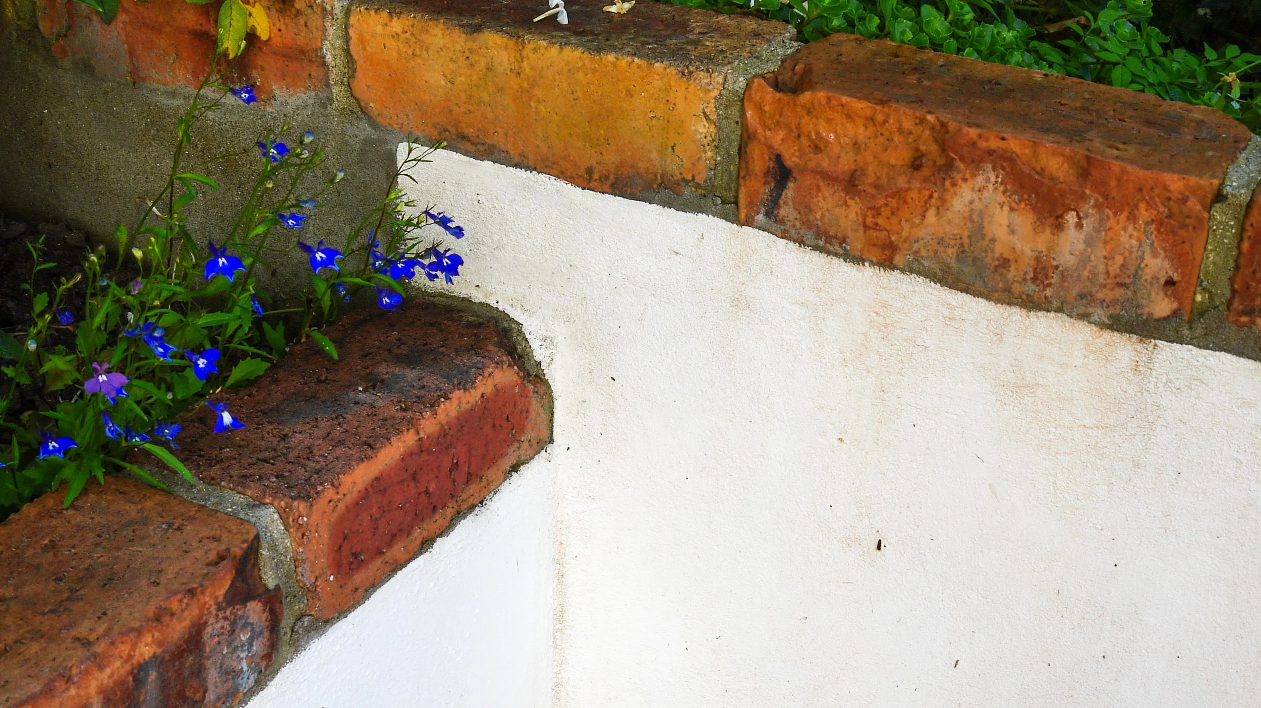 Eco garden, wall detail and blue flowers