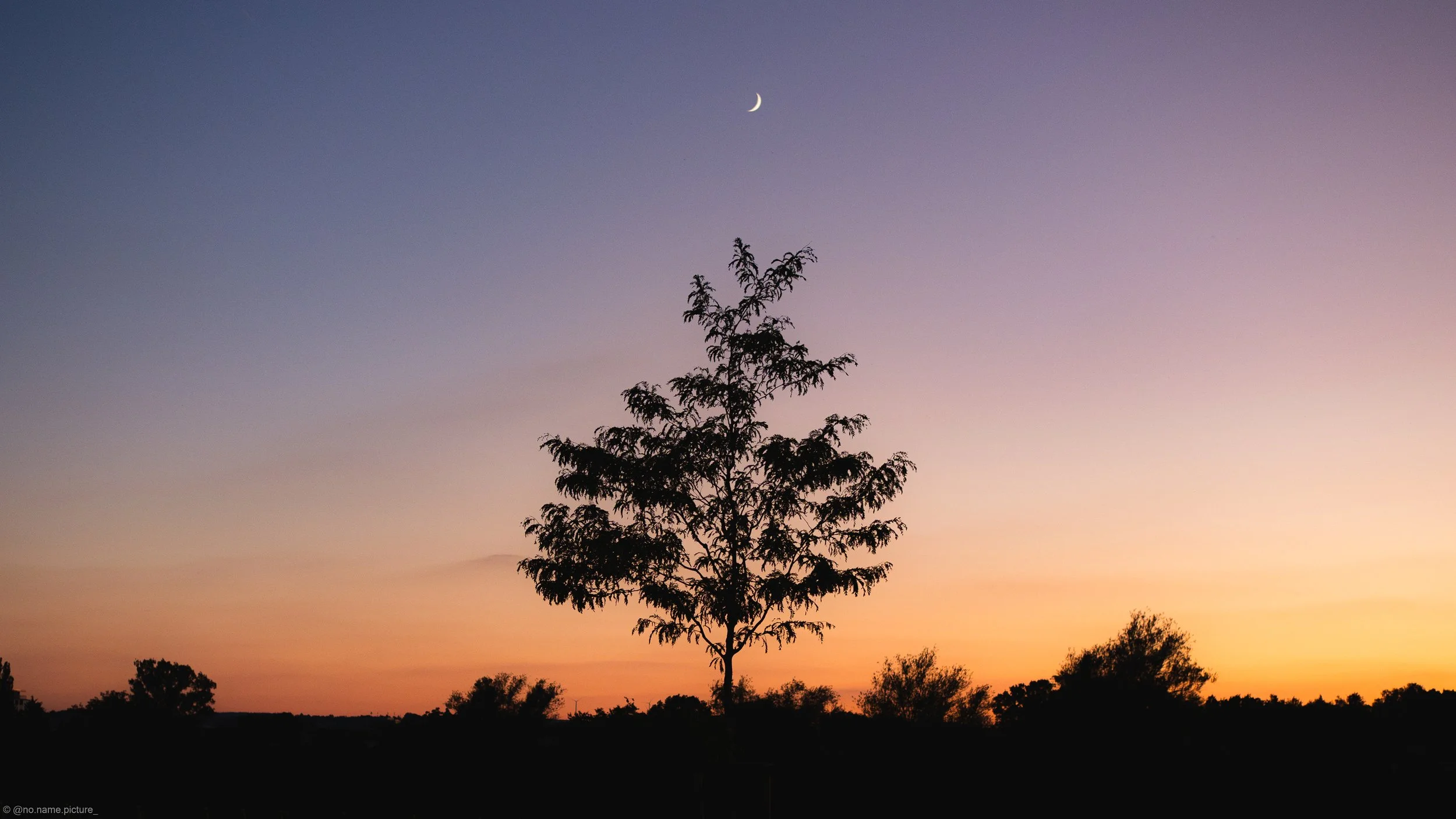 Silhouetten eines Baumes vor einem Sonnenuntergang, Himmel mit Farbverlauf von Orange bis Blau, sichtbarer Mondsichel am Himmel.
