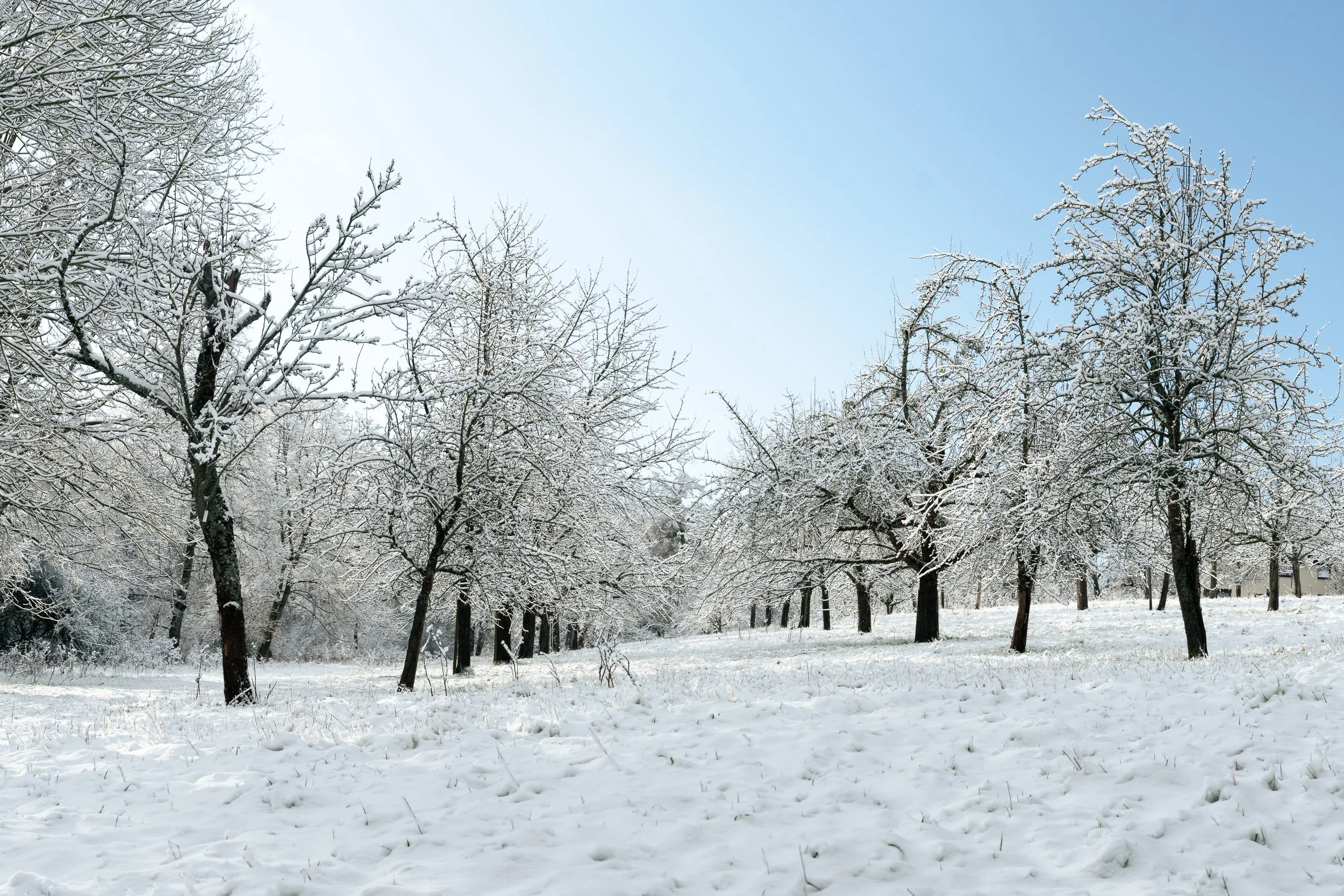 Schneebedeckte Bäume in einem Wintergarten mit klarem blauen Himmel.
