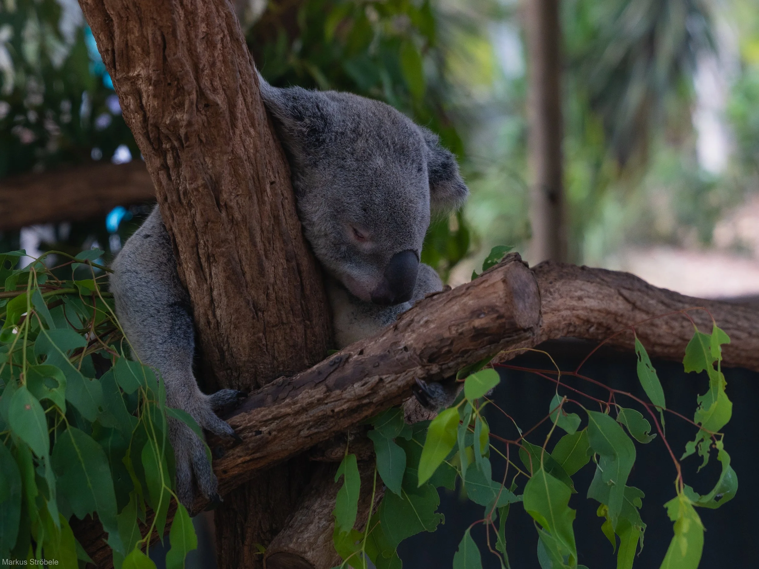 Ein schlafender Koala sitzt an einem Baum und hält sich an einem Ast fest, umgeben von grünen Blättern.