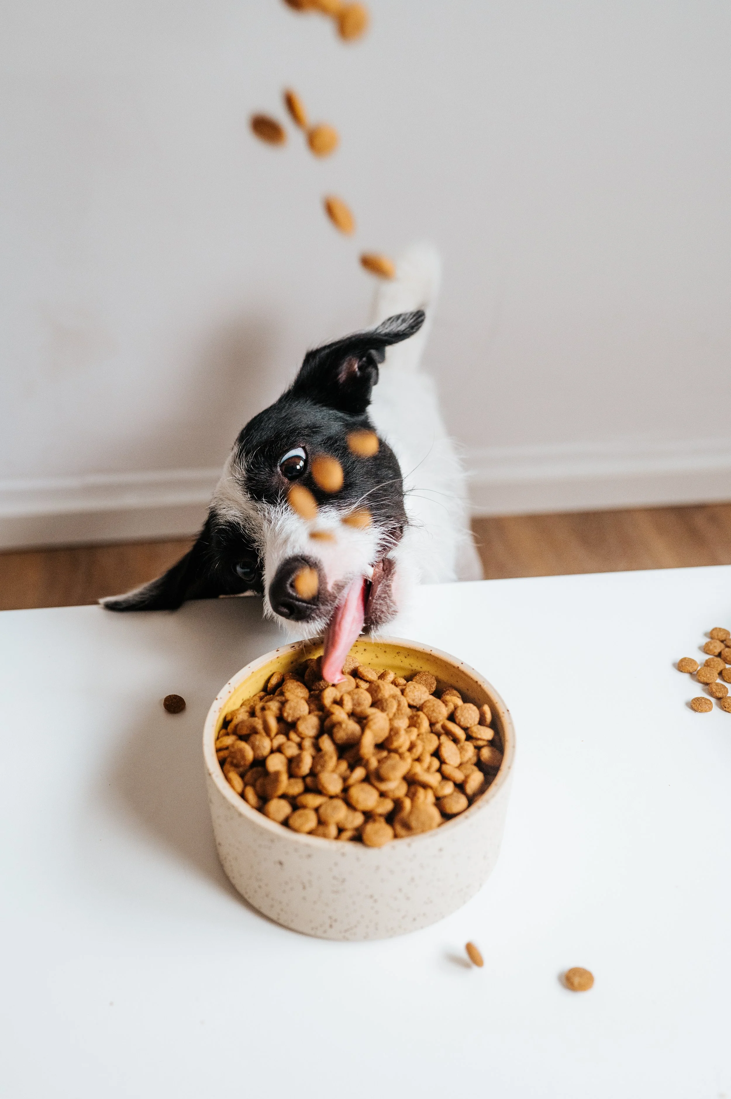 VEGDOG_SimplyCrunch-4268 2.jpg