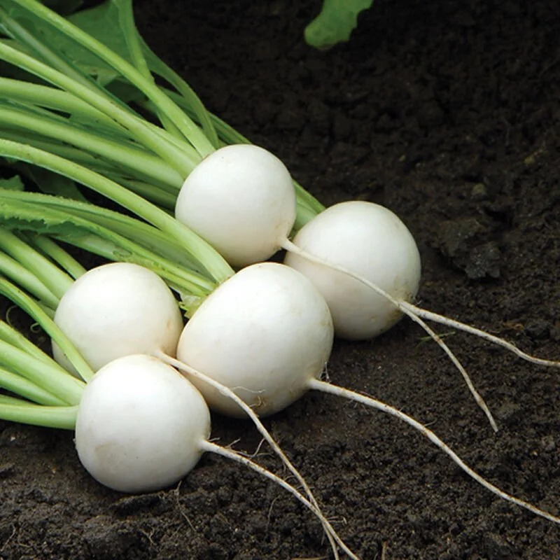 Turnips