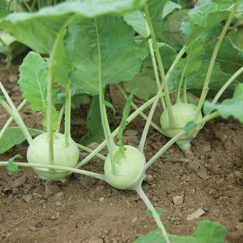 Kohlrabi