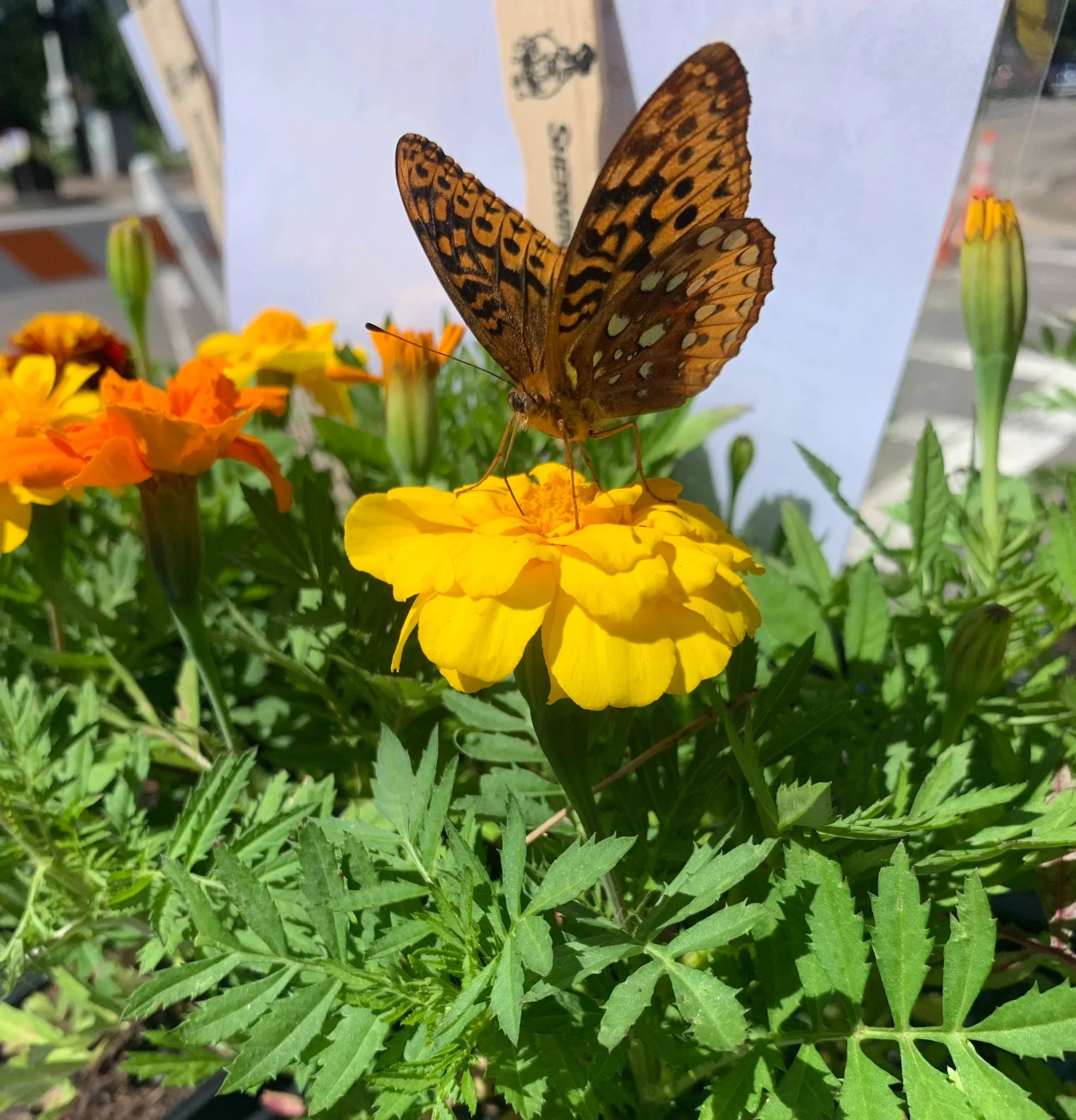 Attract Beneficial Insects