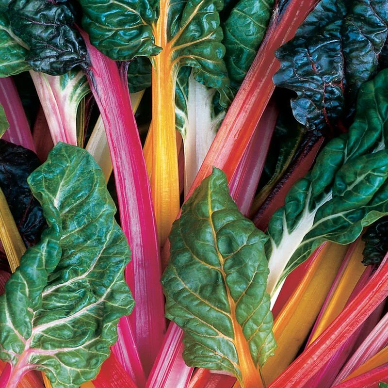Rainbow Chard