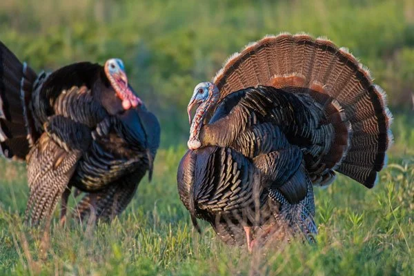 Broad-Breasted-Bronze-Turkey-Breed.jpg