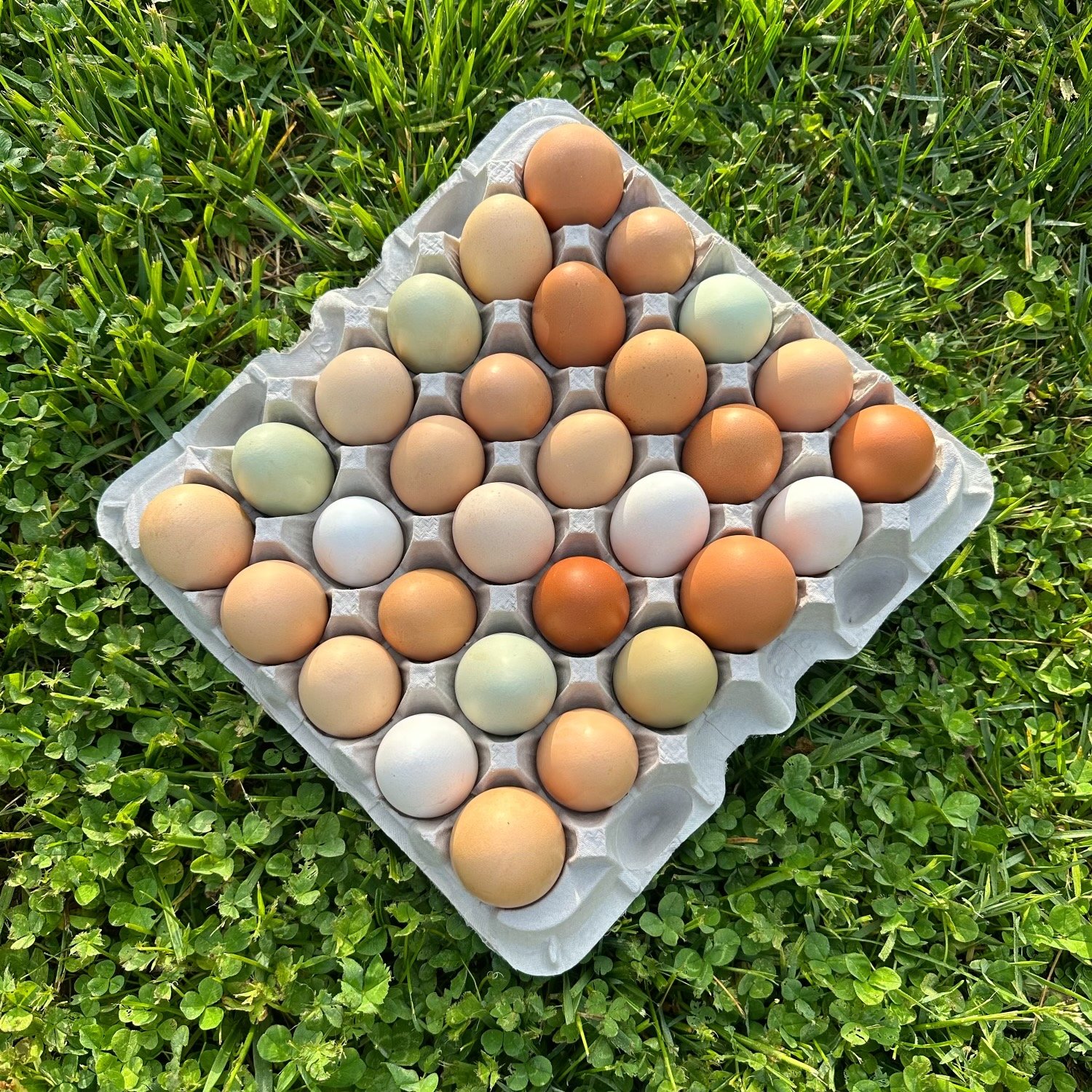 Pastured Eggs