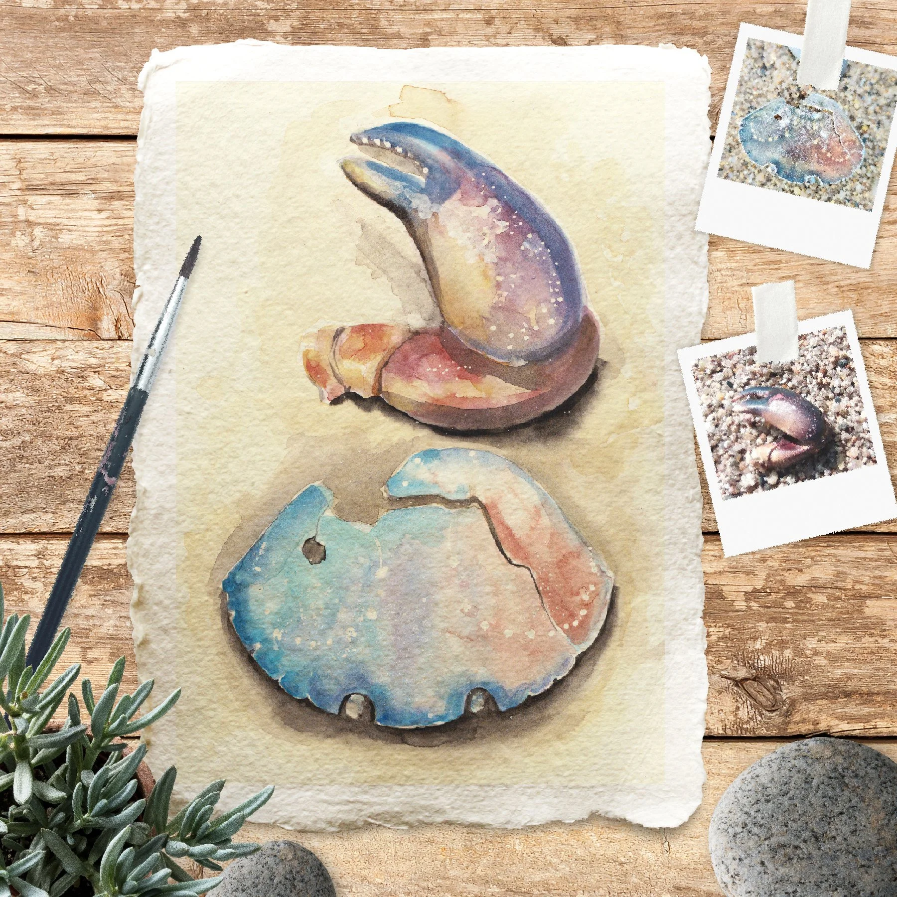 faune marine croquis, aquarelle bord de mer, dessin La Baule