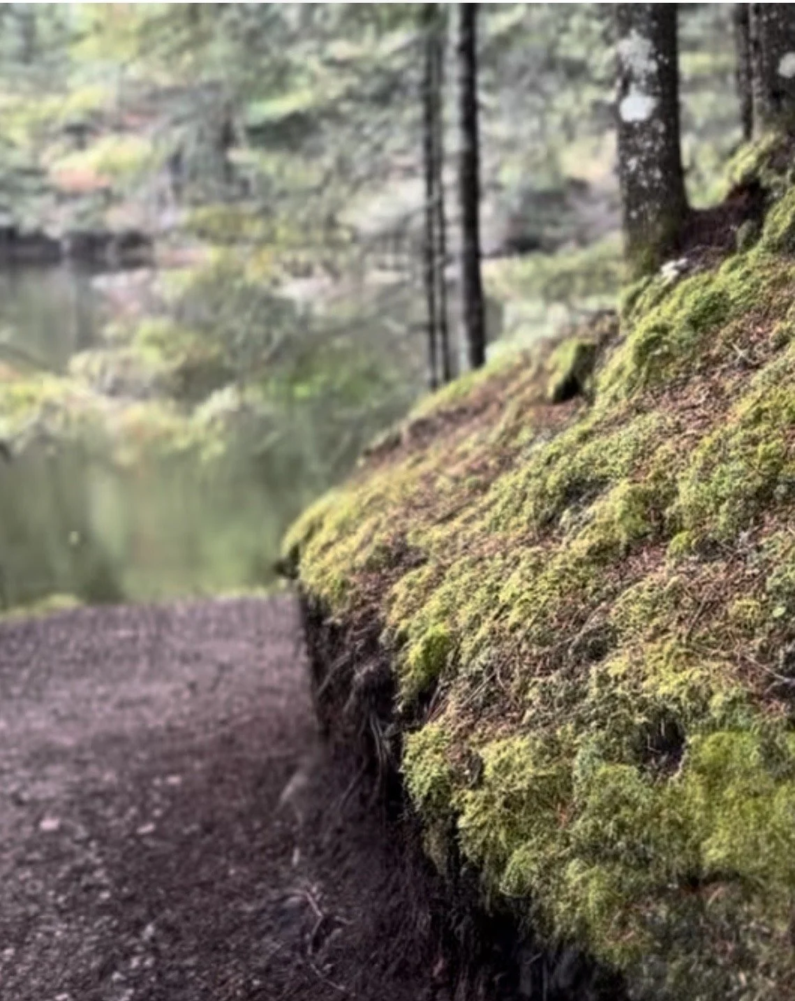 Close-up of a moss-covered forest ground and a dirt trail with a lake and trees in the background.