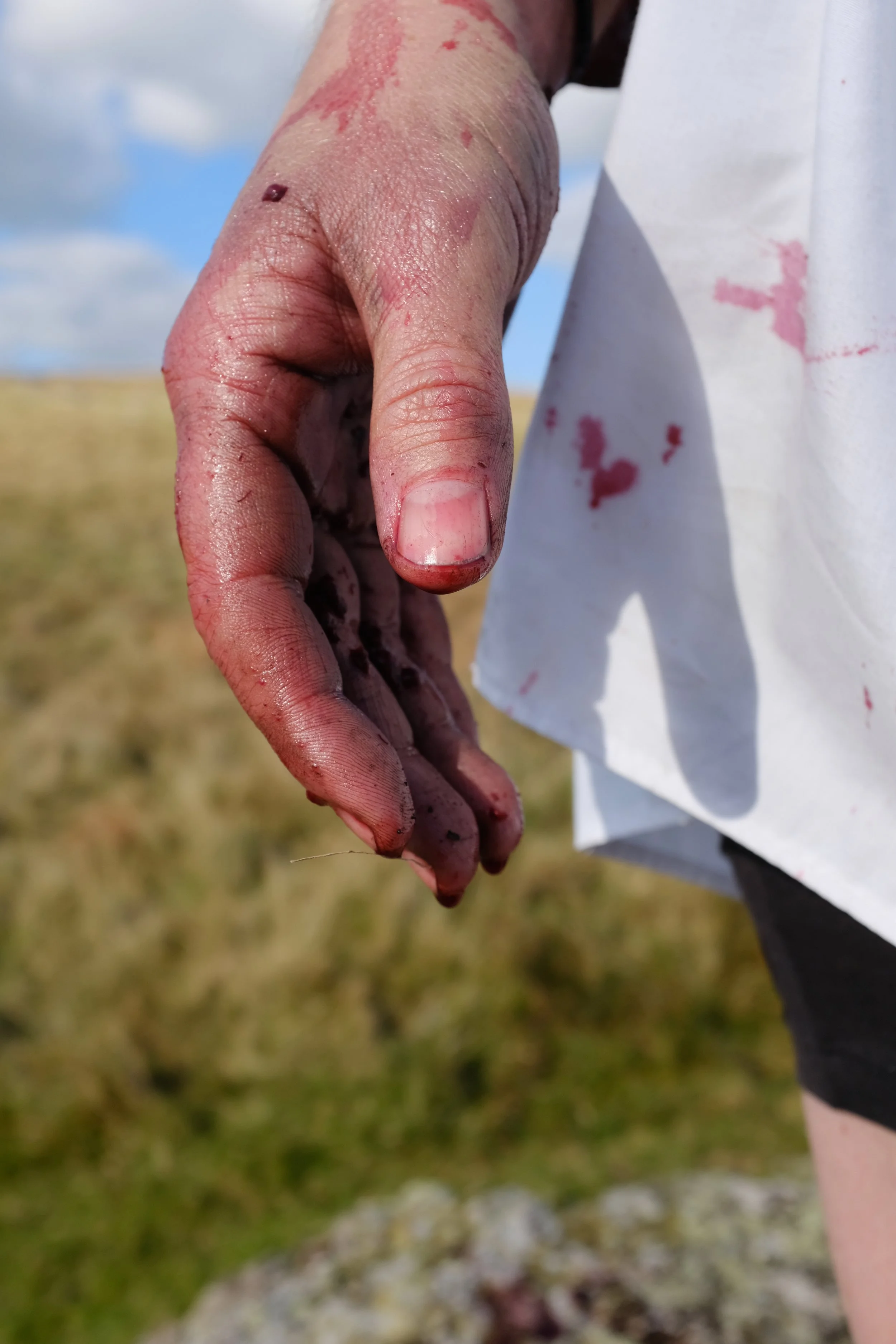 Berry Hands.JPG