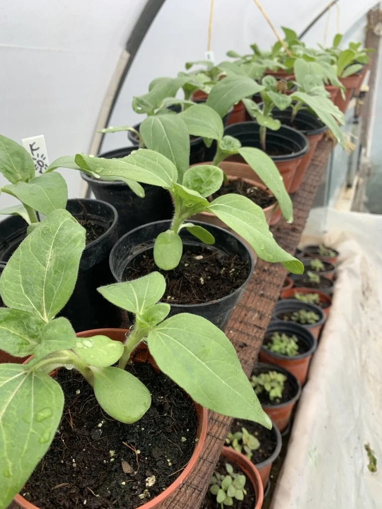 Plants for the dye plot 2021.jpg