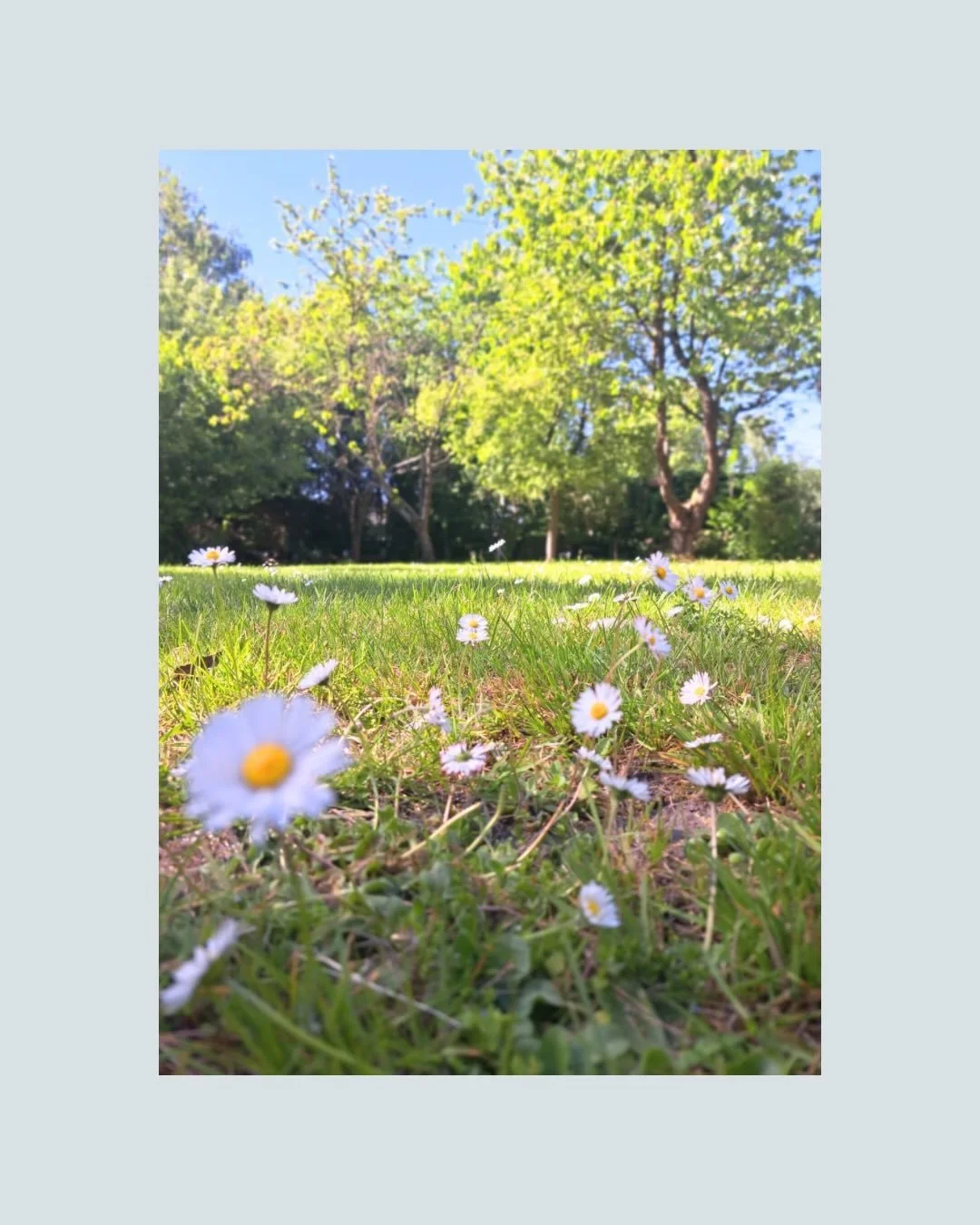 Soms moet je op schone blauwe lentedagen, je blik eens naar beneden laten afdwalen.

Met je kijkers het gras in.

Want ook daar, laag bij de grond, tussen bloemen en grassprieten, komt schoonheid soms onverwacht aangewaaid.

🩵🌼🪶