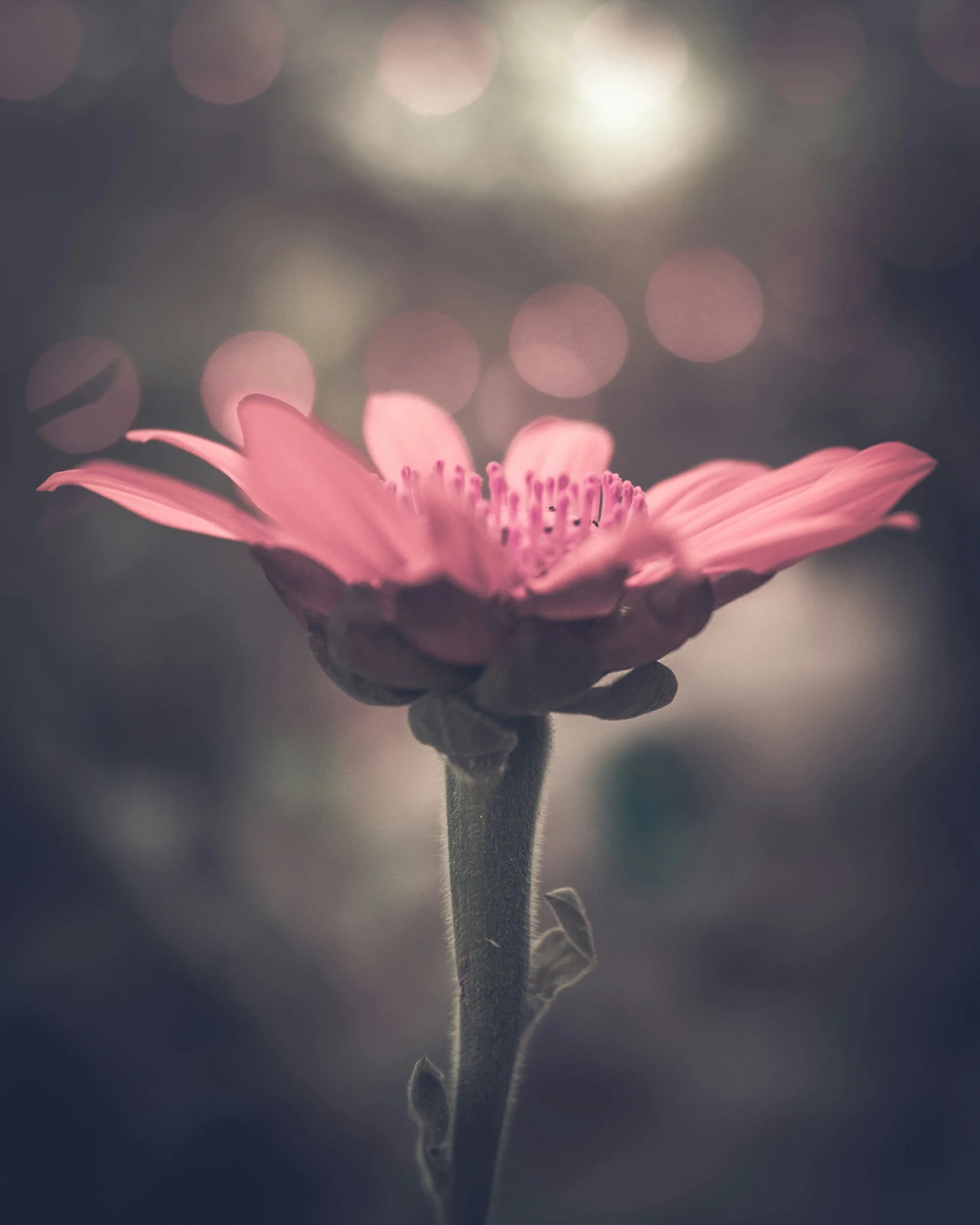 Close-up of a pink flower with a blurred background and bokeh effect.
