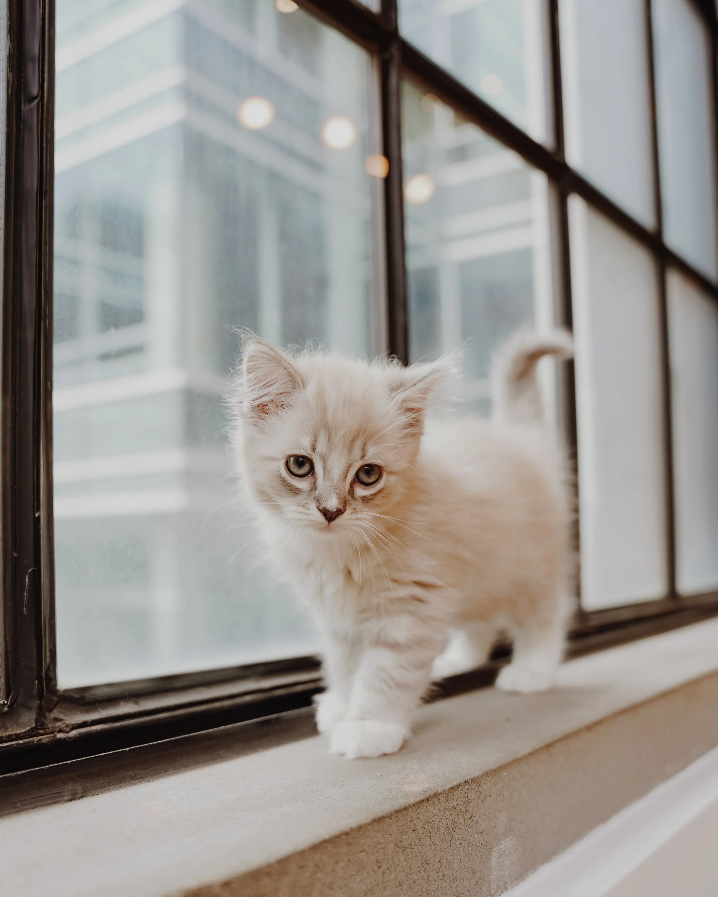 Cute fluffy kitten walking on windowsill inside a building.