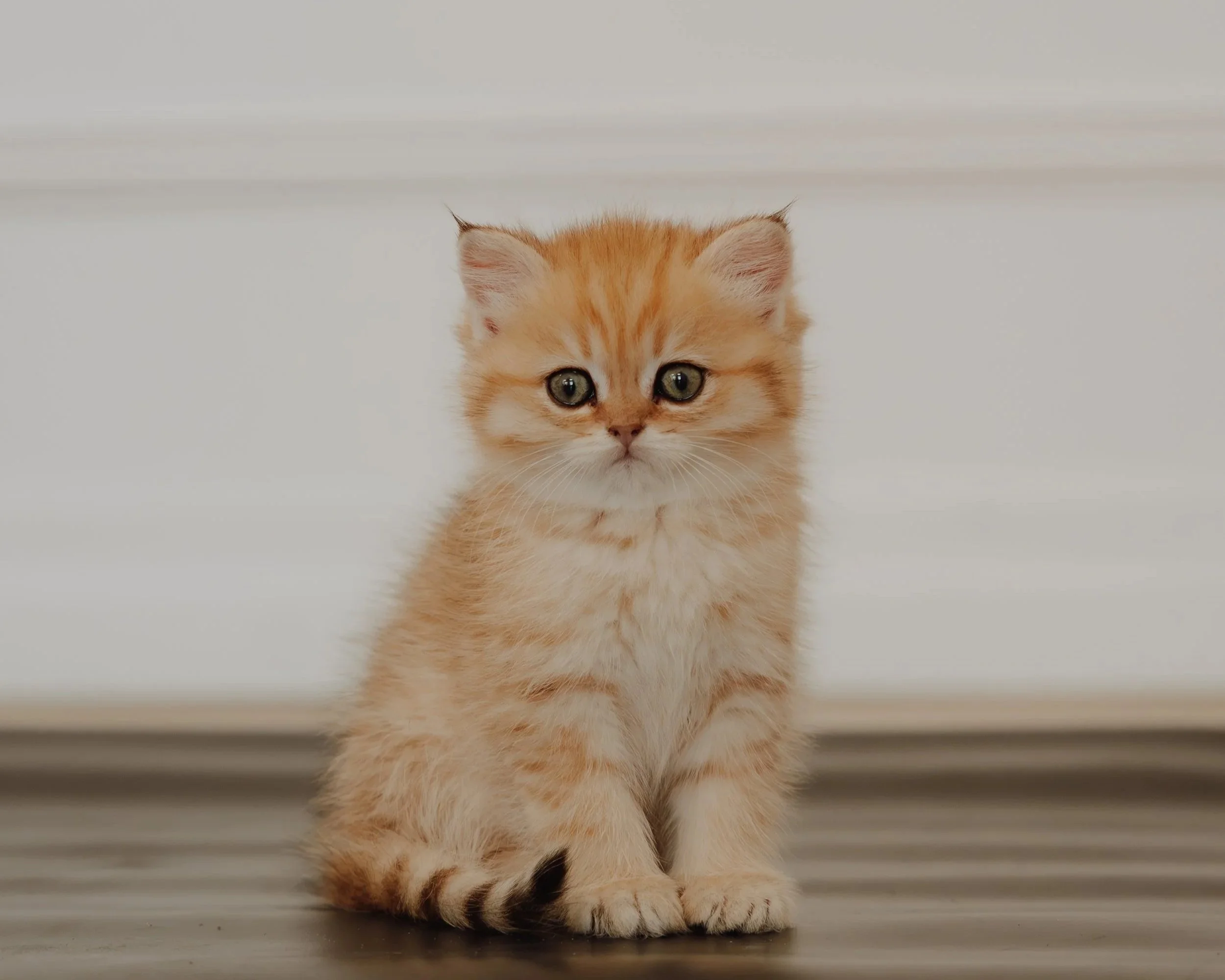 A cute, fluffy orange kitten sitting on a dark wood surface with a white wall background.
