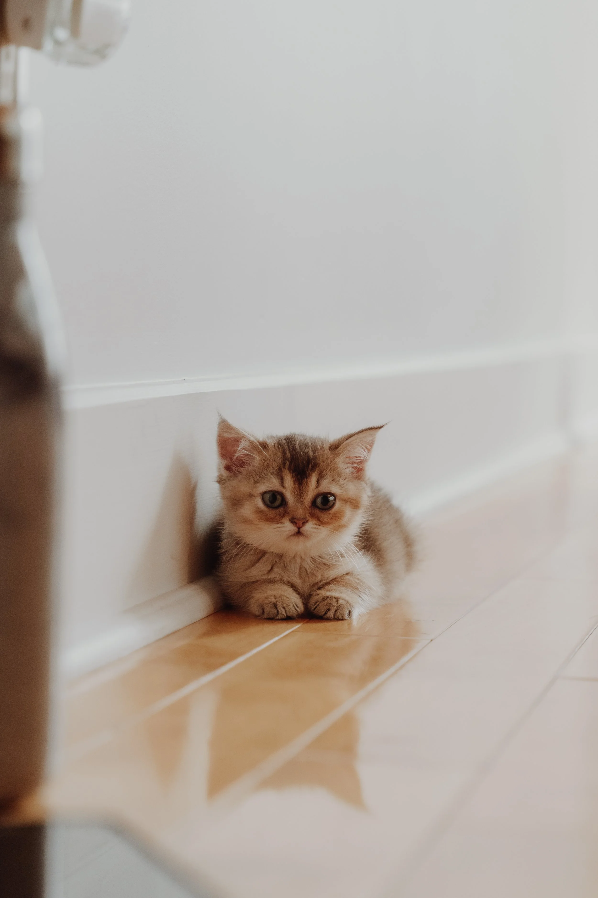 A cute, small kitten with a fluffy coat resting on a tiled floor against a white wall, looking directly at the camera.