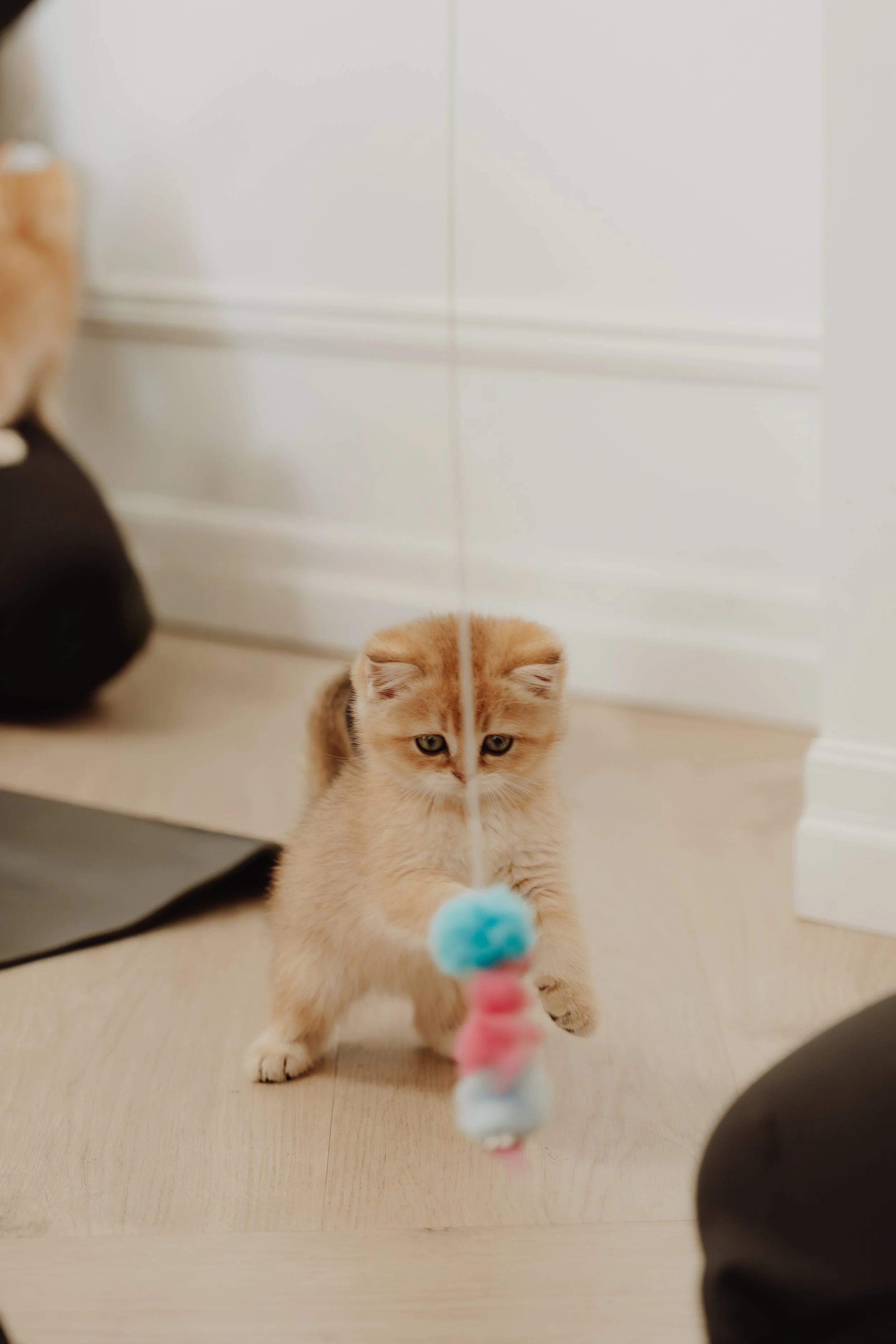 A cute orange kitten playing with a hanging toy with blue, pink, and white pom-poms.