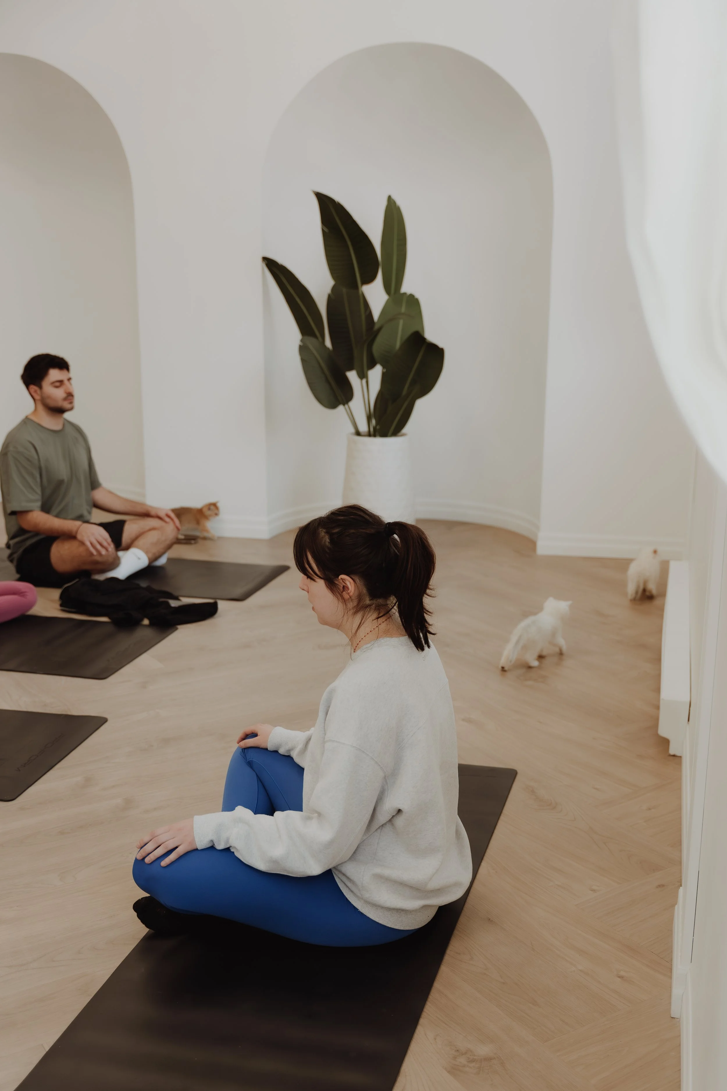A woman and a man doing yoga in a minimalist room, with two cats walking on the light wood floor and a large potted plant in the background.