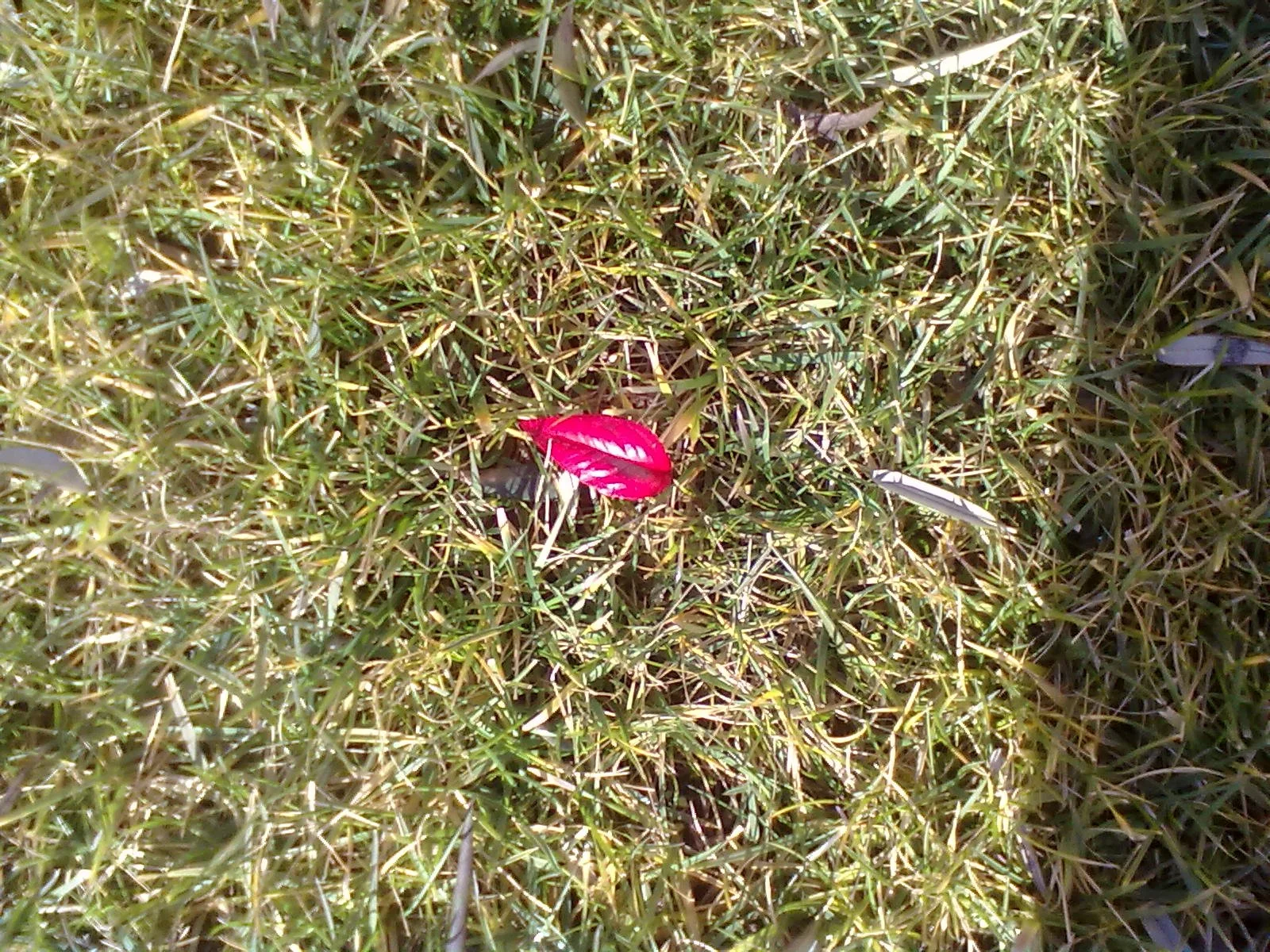 Foglia di pianta rossa e bianca su erba verde