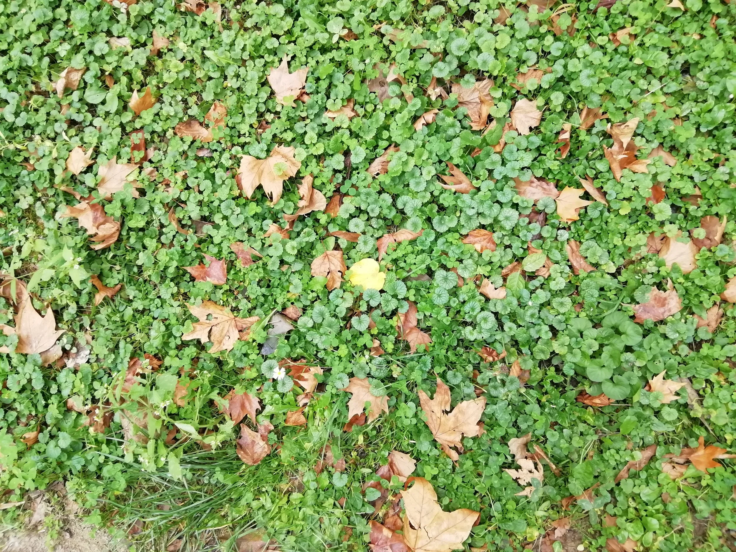 erba verde con foglie cadute di colore marrone e alcune piccole piante