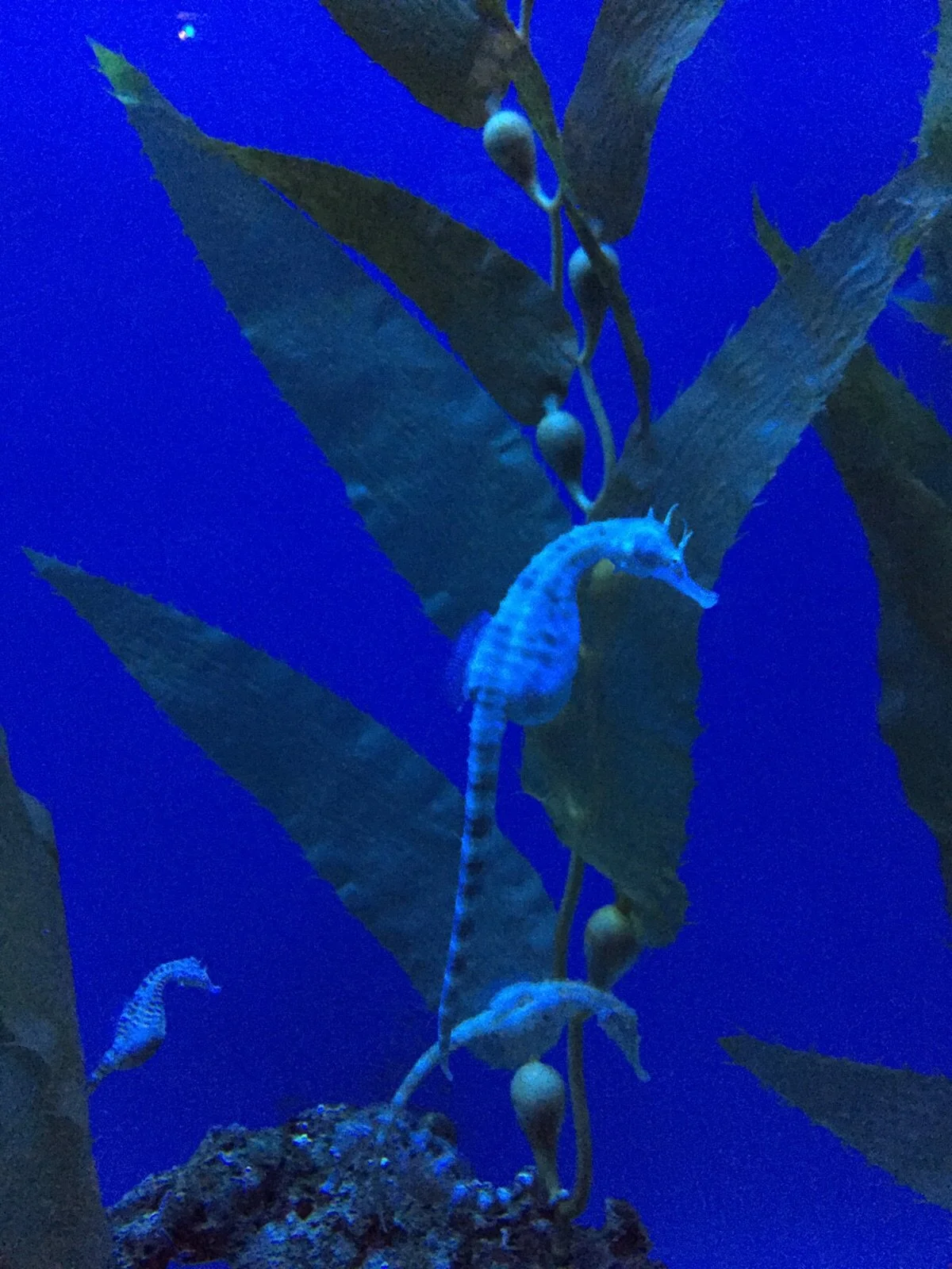 Seppia blu su un ramo di foglie in un acquarioo con sfondo blu.
