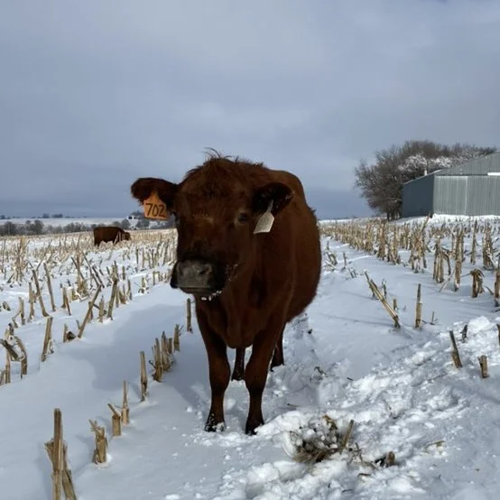 South Poll Cow Grazing Corn Stalks in Snow in Southeast Nebraska Winter