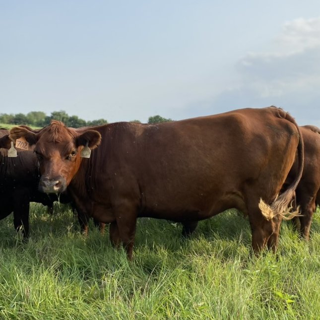 South Poll Cow Grazing Summer Pasture in Southeast Nebraska