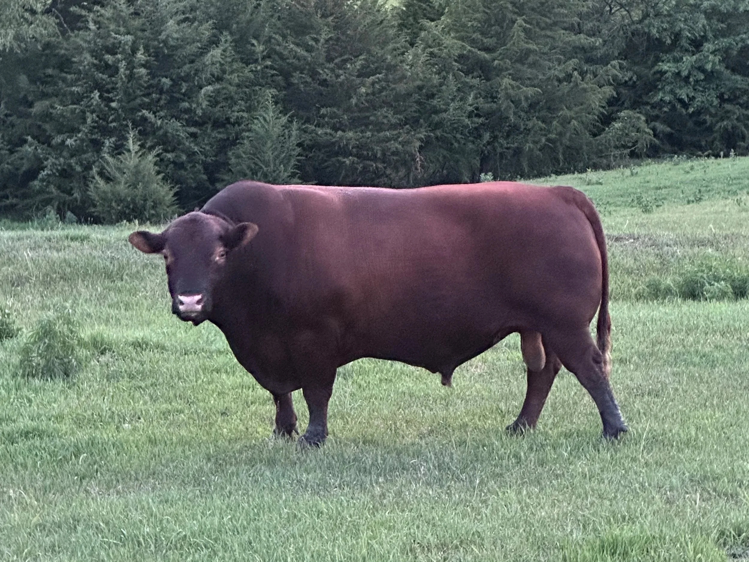 South Poll Bull Grazing Spring Grass in Southeast Nebraska.jpg