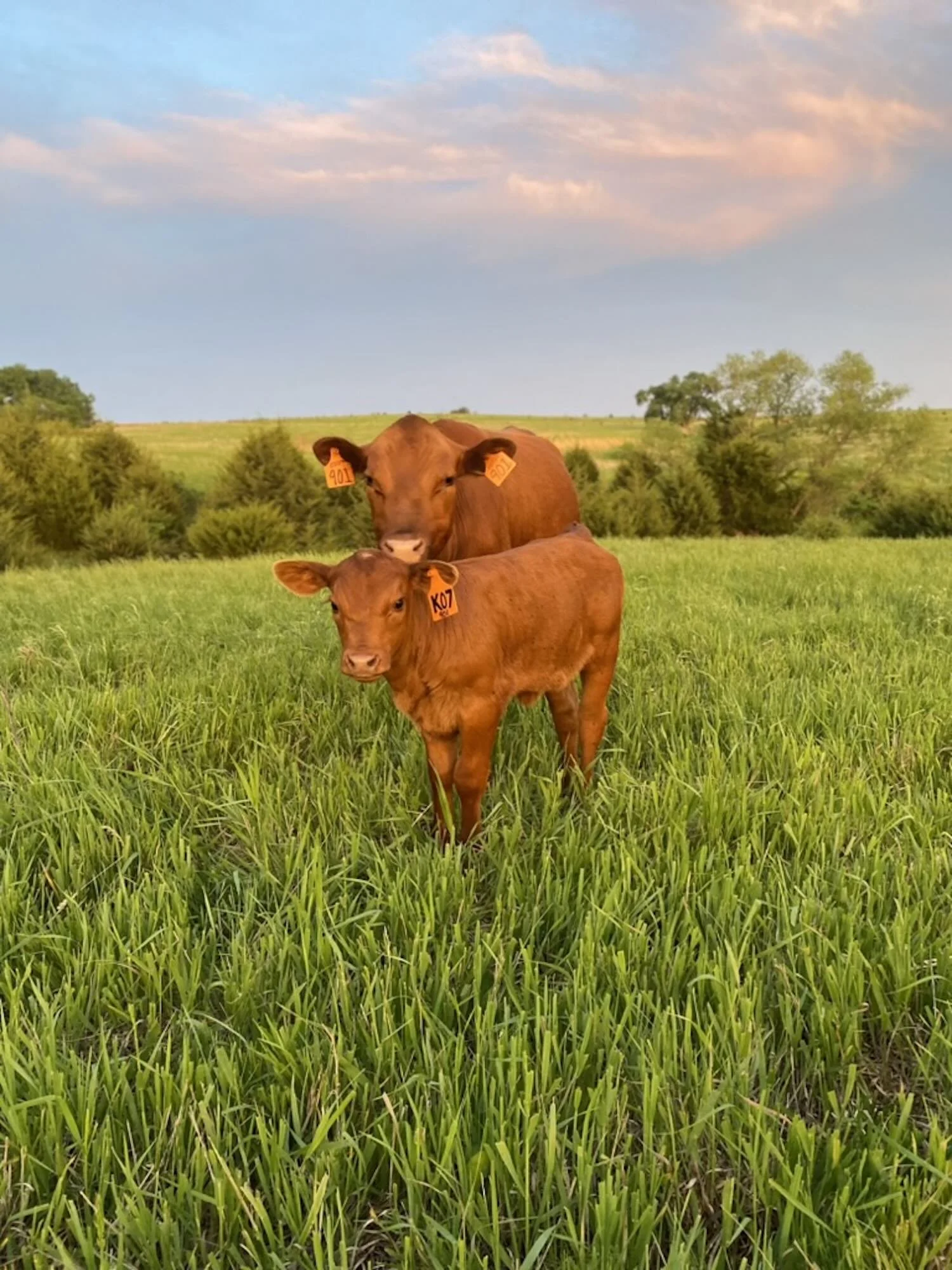 South Poll Cow Calf Pair Grazing Spring Pasture in Southeast Nebraska