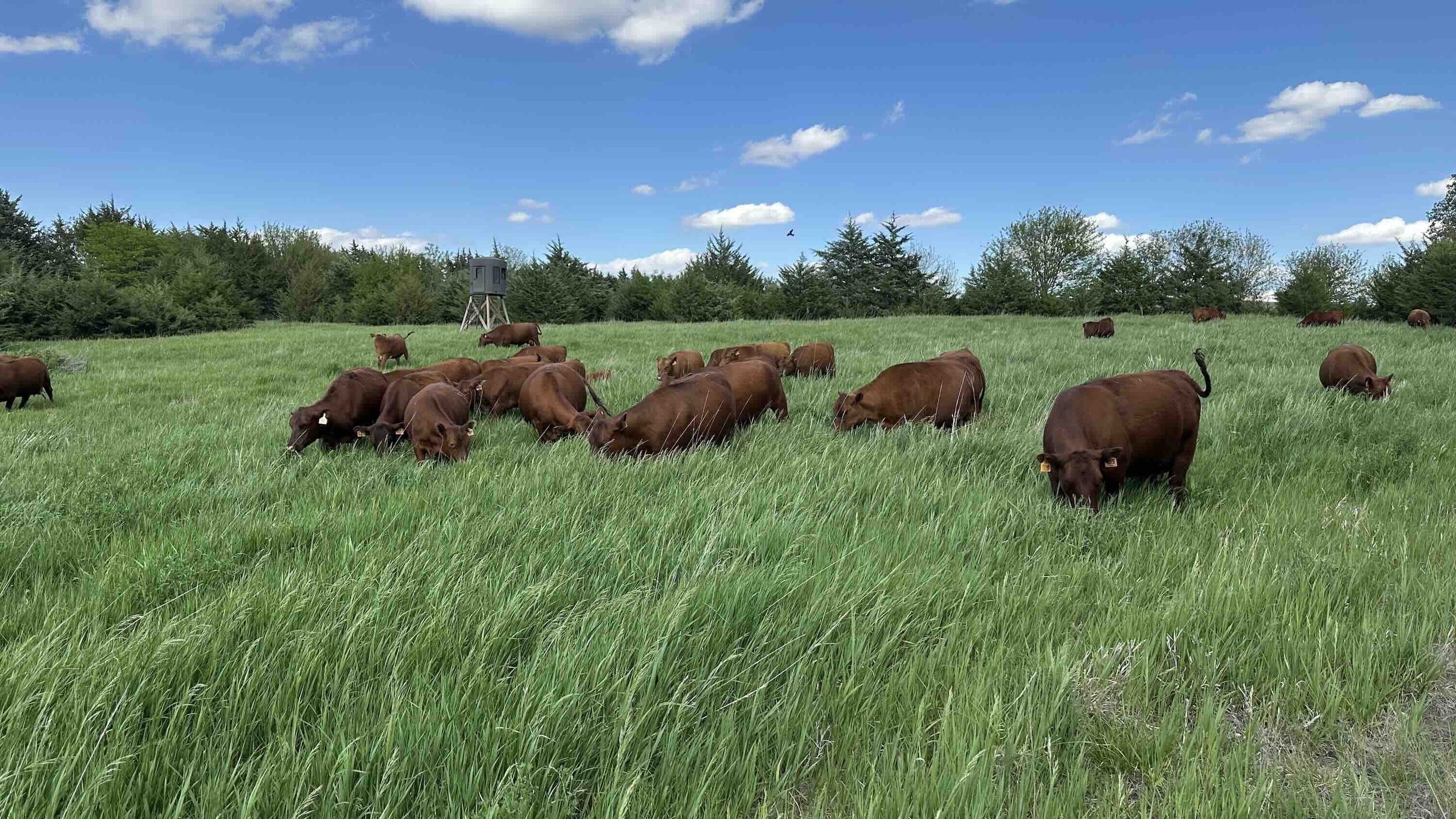 South Poll Cows Grazing Summer Pasture in Southeast Nebraska