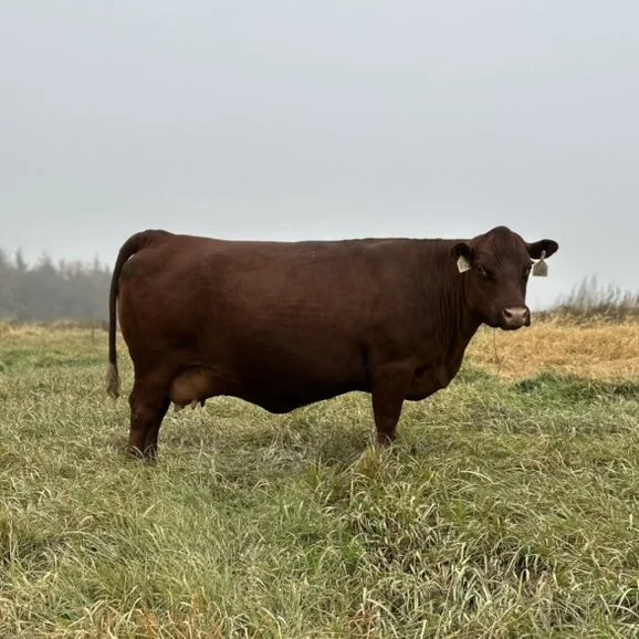 South Poll Cow Grazing Fall Pasture in Southeast Nebraska