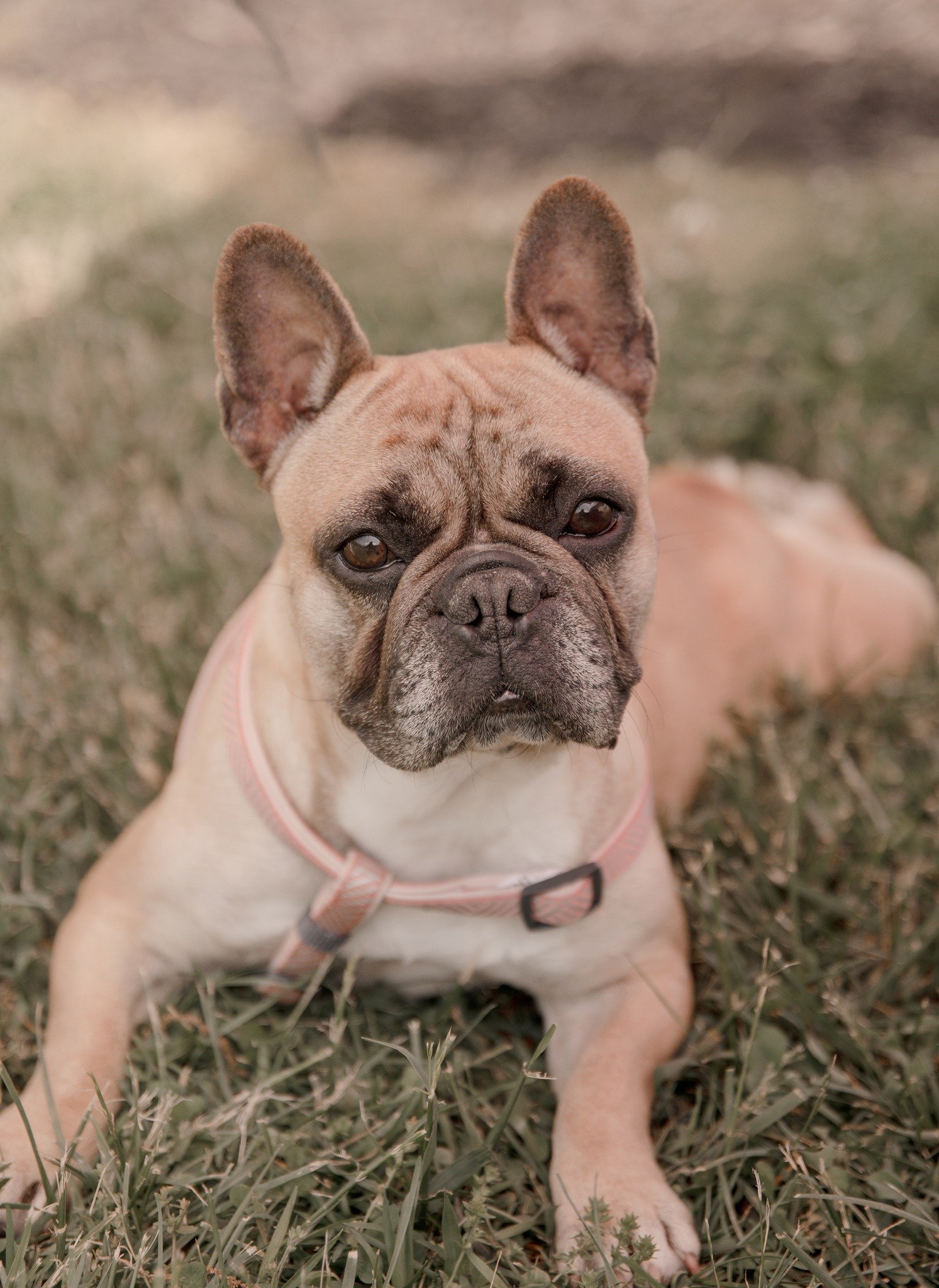 492922403_1311249130483789_4437095122553526664_n (2025_04_29 23_14_29 UTC).jpg