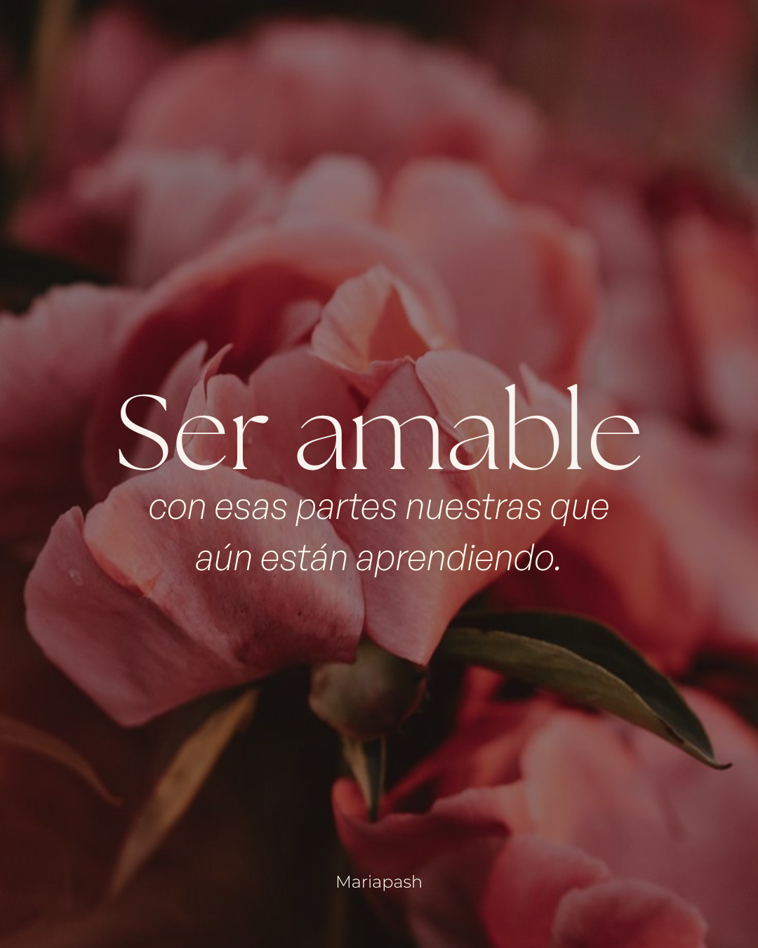 Close-up of pink flowers with overlaid Spanish text about being kind to those still learning.