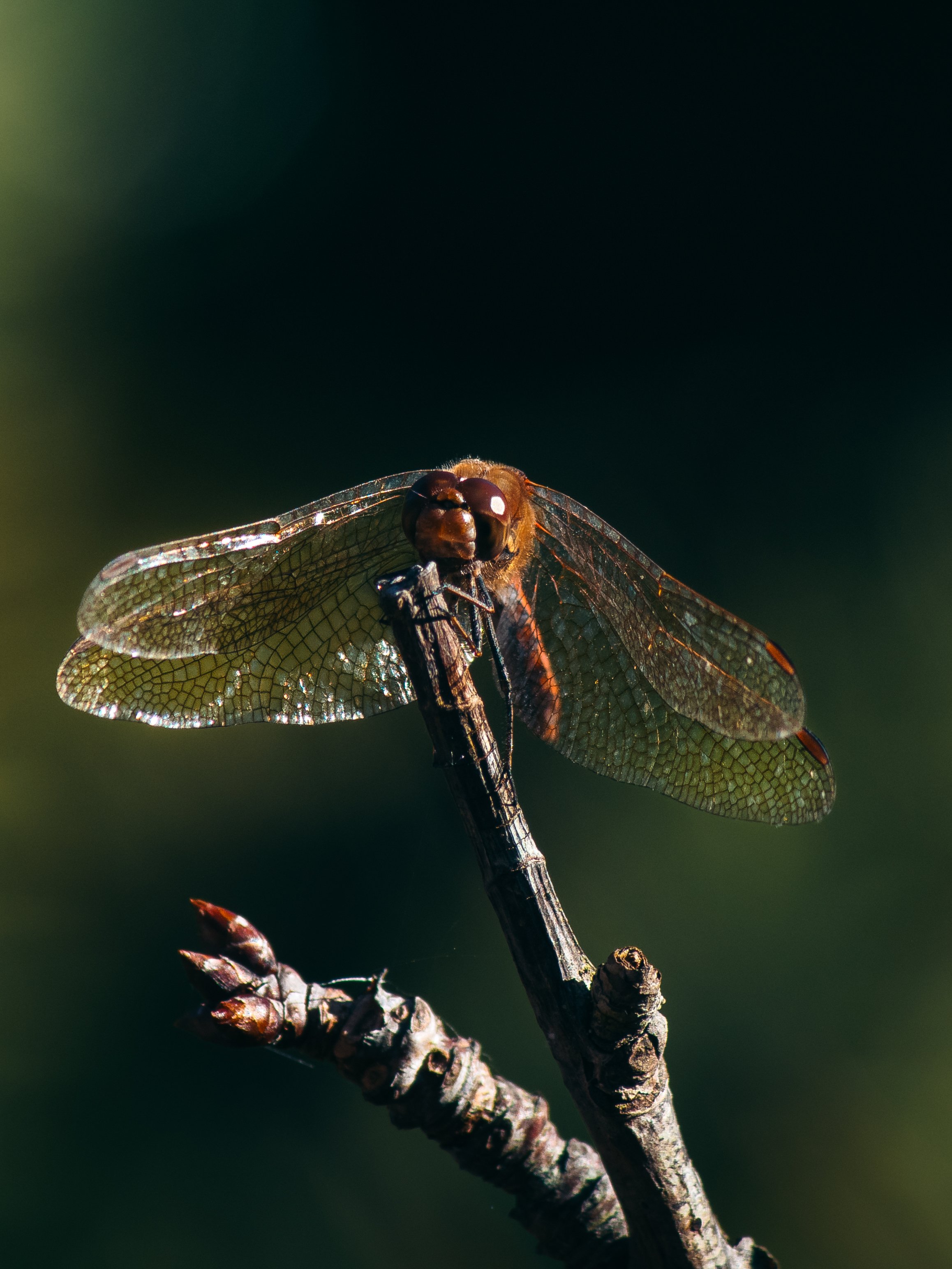 DSC_0357-2.jpg