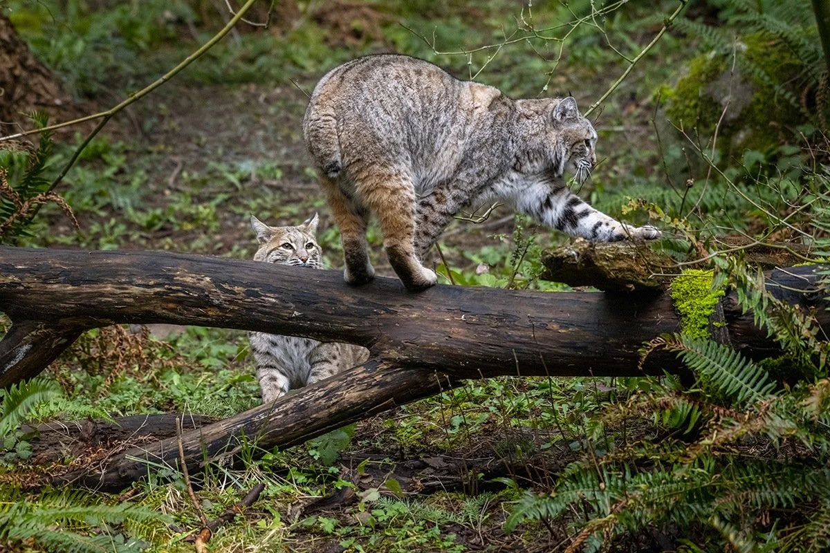 Bobcat Thicket - VT