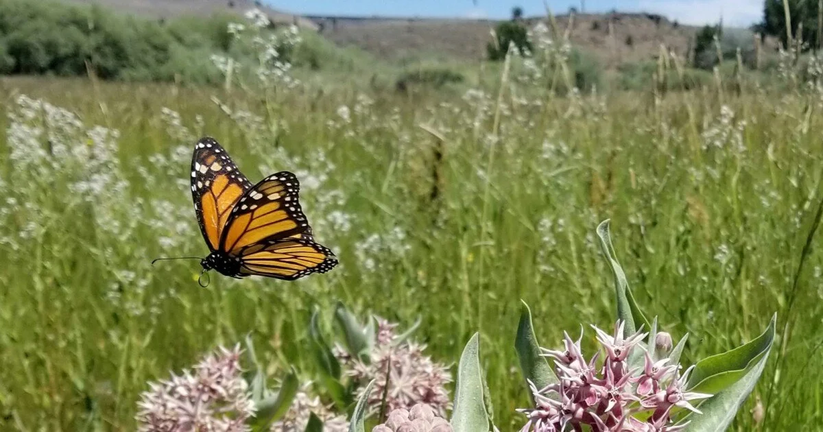 Monarch Meadow - VT