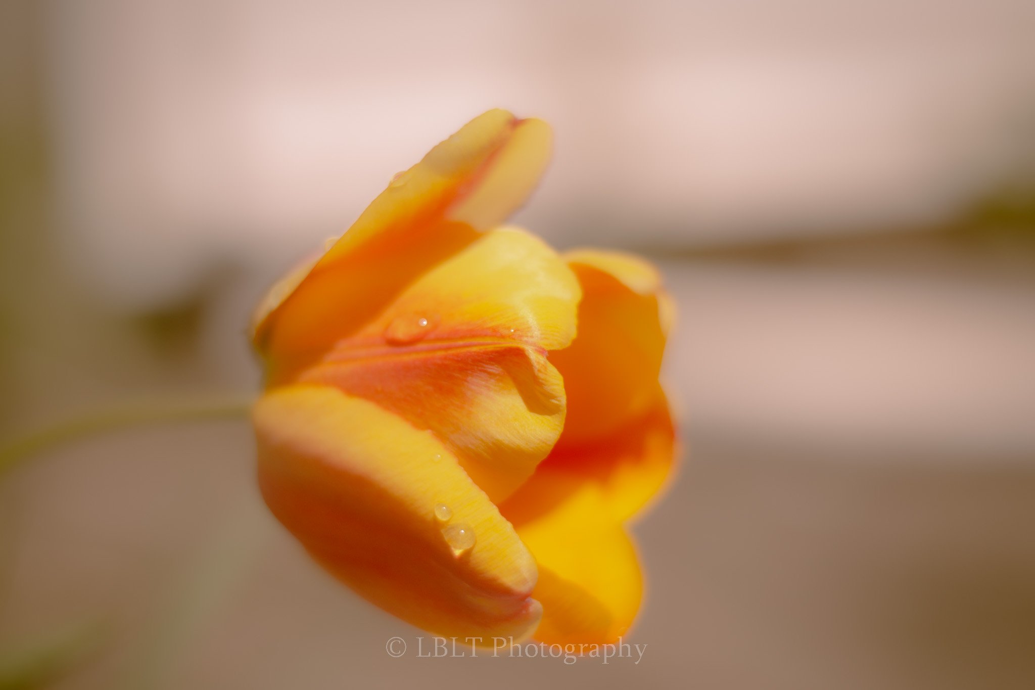 Close-up of a yellow-orange flower with water droplets on its petals, softly blurred background.