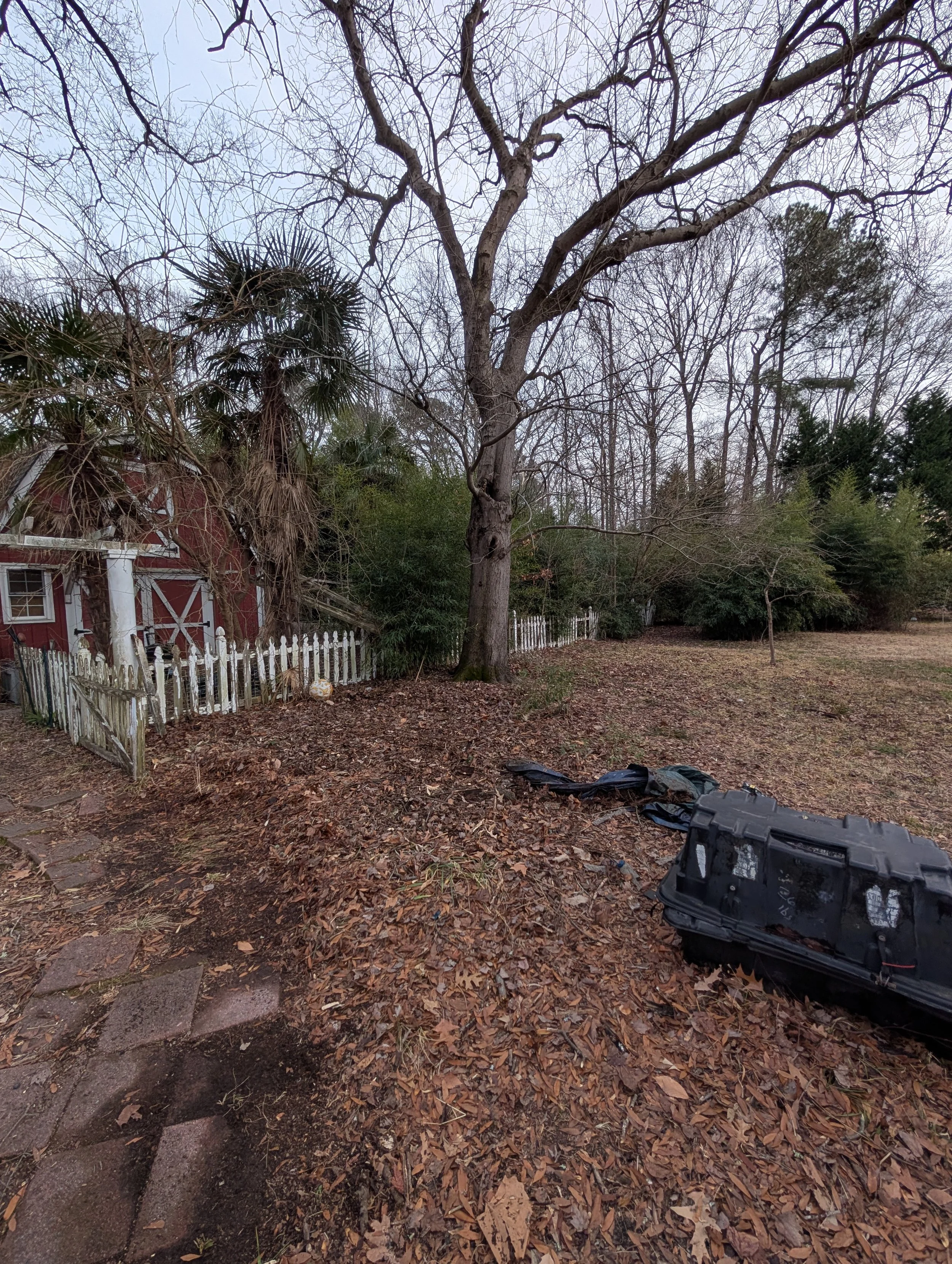 A backyard scene with a large leafless tree, a white picket fence, and a red wooden shed. The ground is covered with fallen leaves, and there is a black object, possibly trash or debris, on the right side of the image.