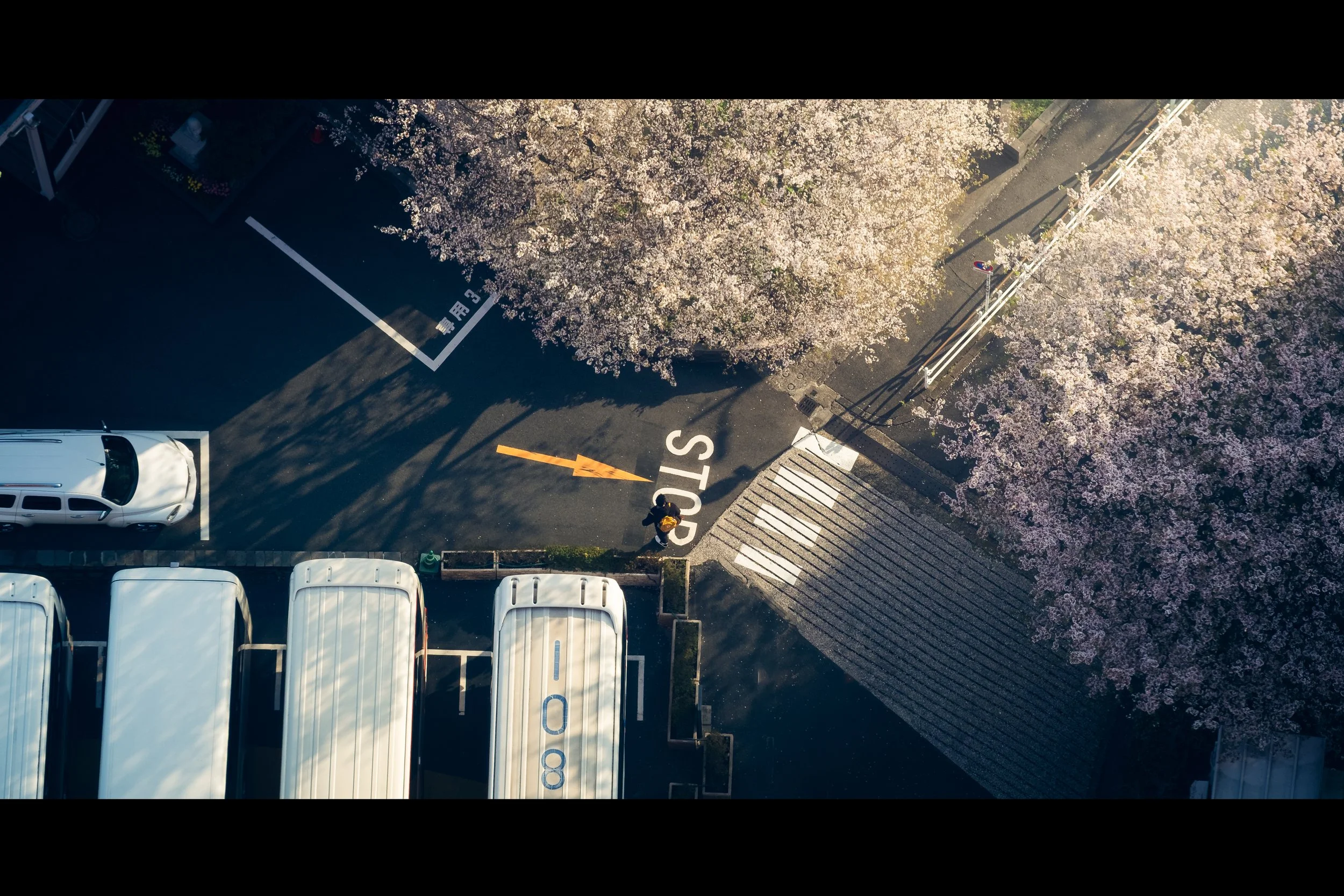 An aerial view of a parking lot with several white buses and a few cars, flower trees on the right, a person walking at a crosswalk, and a road with a stop sign.