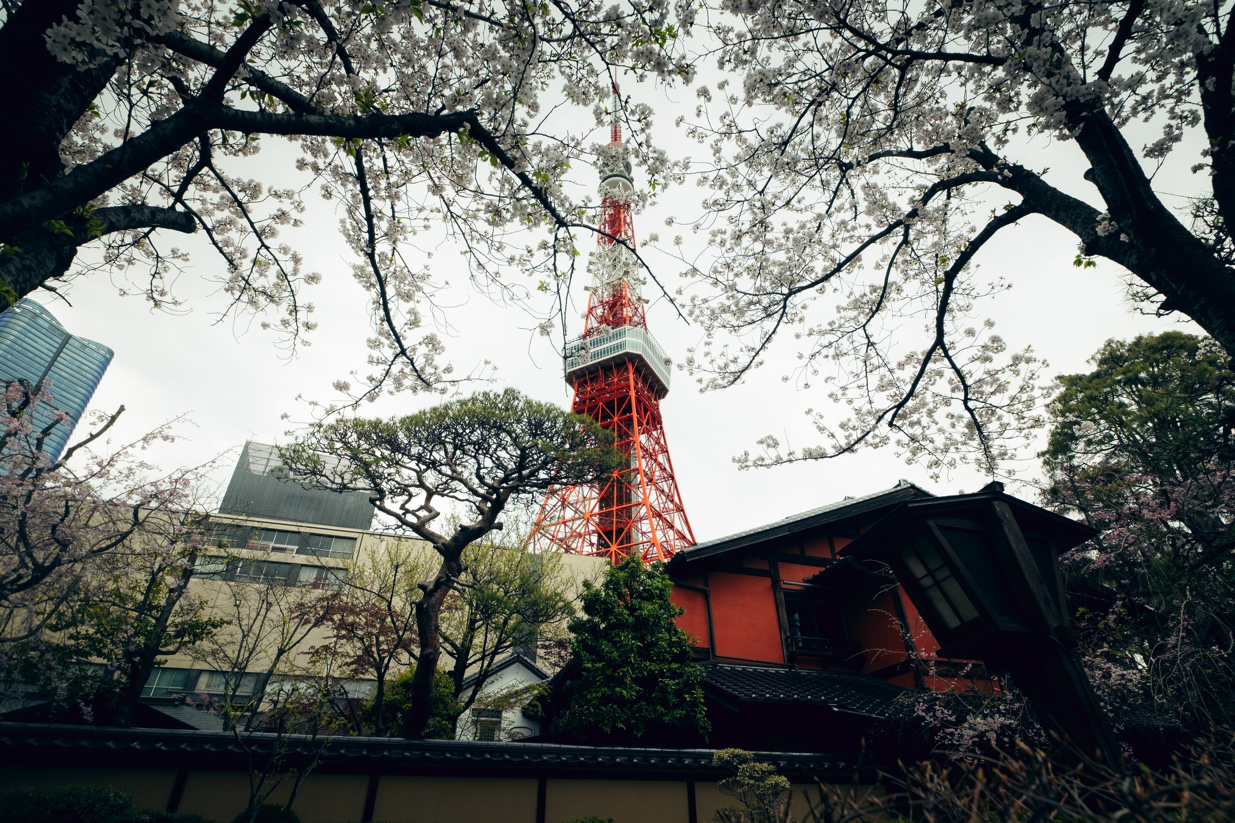 Tokyo Tower surrounded by cherry blossom trees, traditional Japanese building in the foreground, background of modern skyscrapers, under an overcast sky.