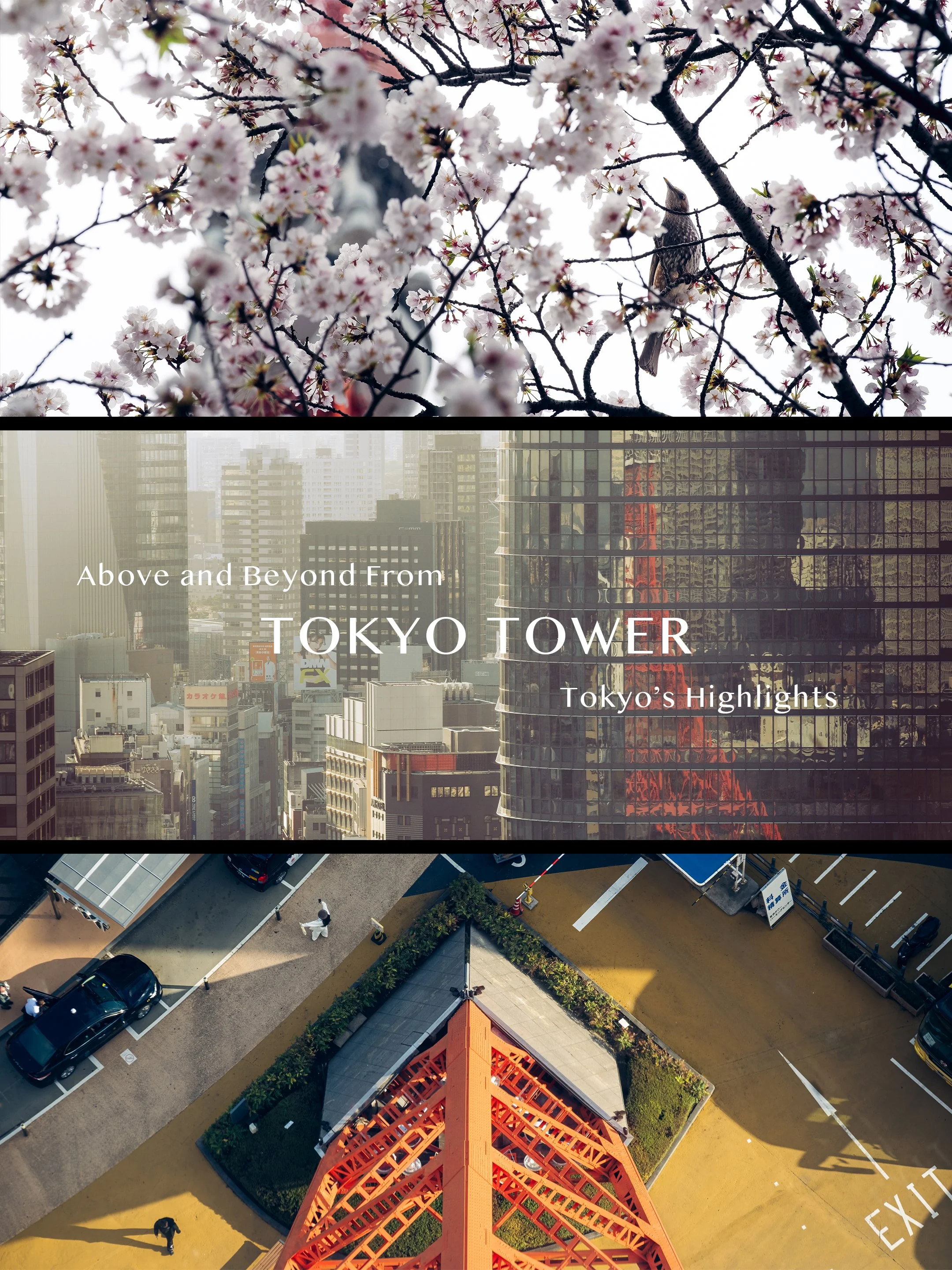 A collage of three images featuring Tokyo Tower. The top shows cherry blossoms with a bird, the middle shows city skyscrapers with a reflection of Tokyo Tower on a glass building, and the bottom is an aerial view of the top of Tokyo Tower with cars a