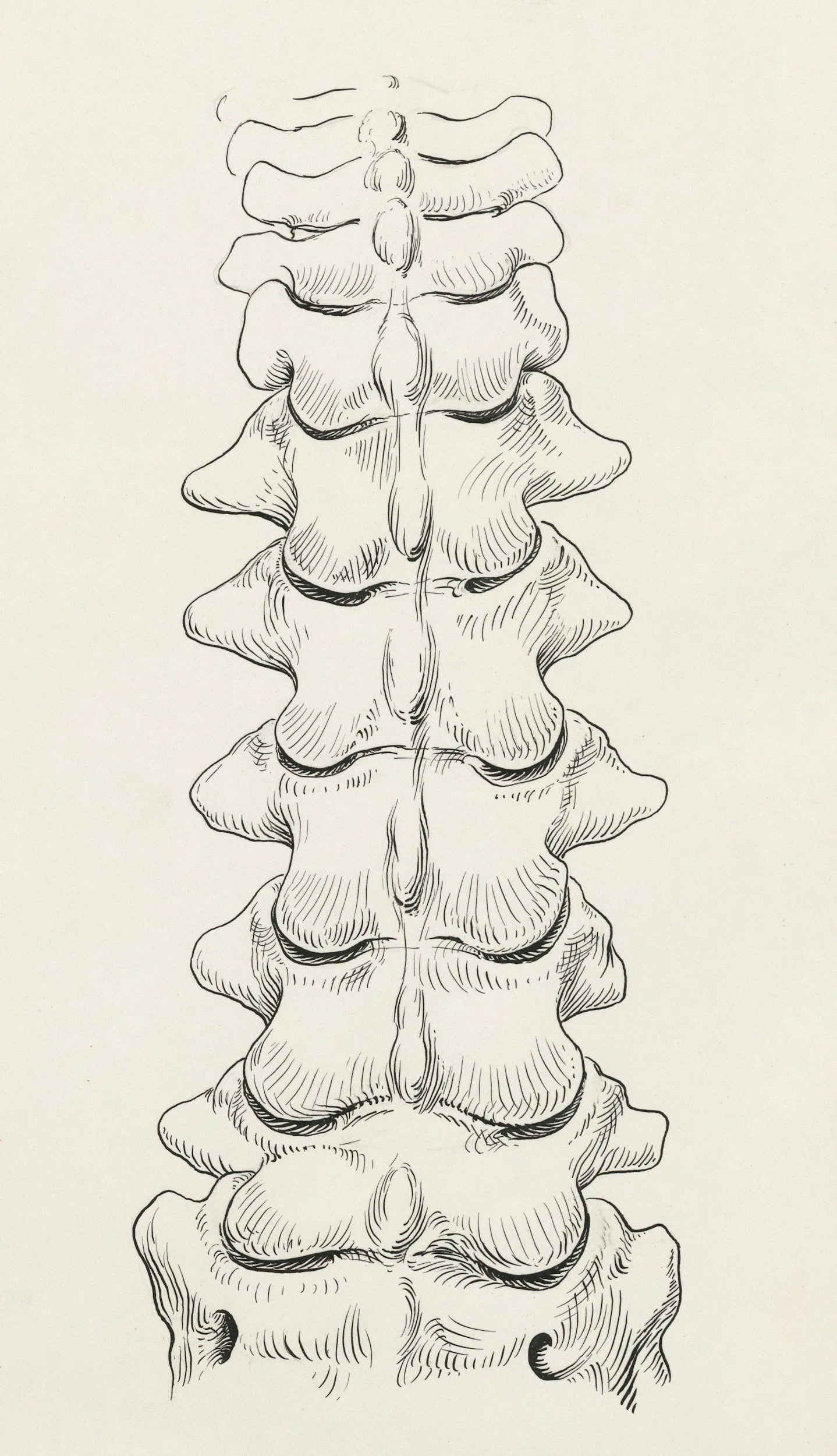 Drawing of a human spine with detailed vertebrae in black ink on white paper.