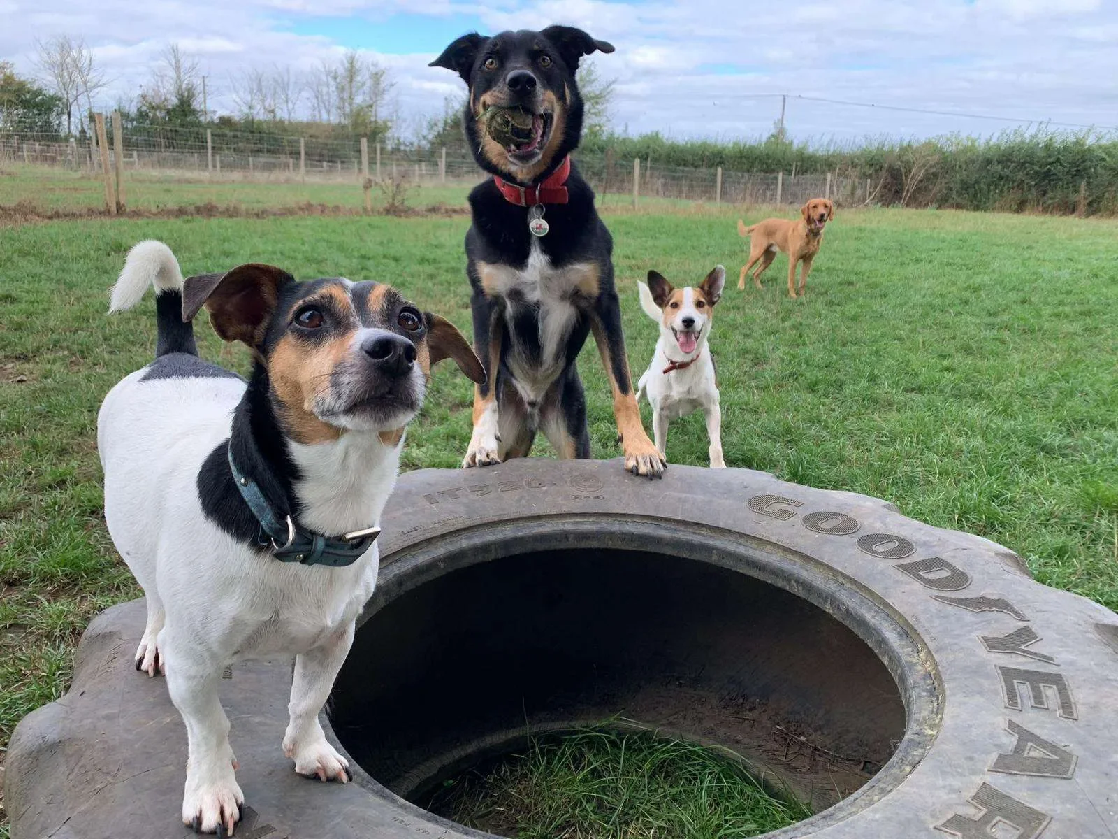 Group of five dogs gathered around a large tire at a grassy park with a fence and trees in the background.